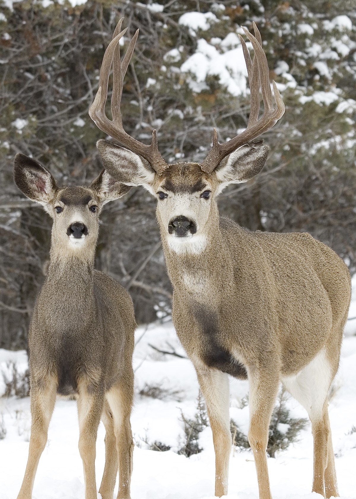 Mule deer - Wikipedia