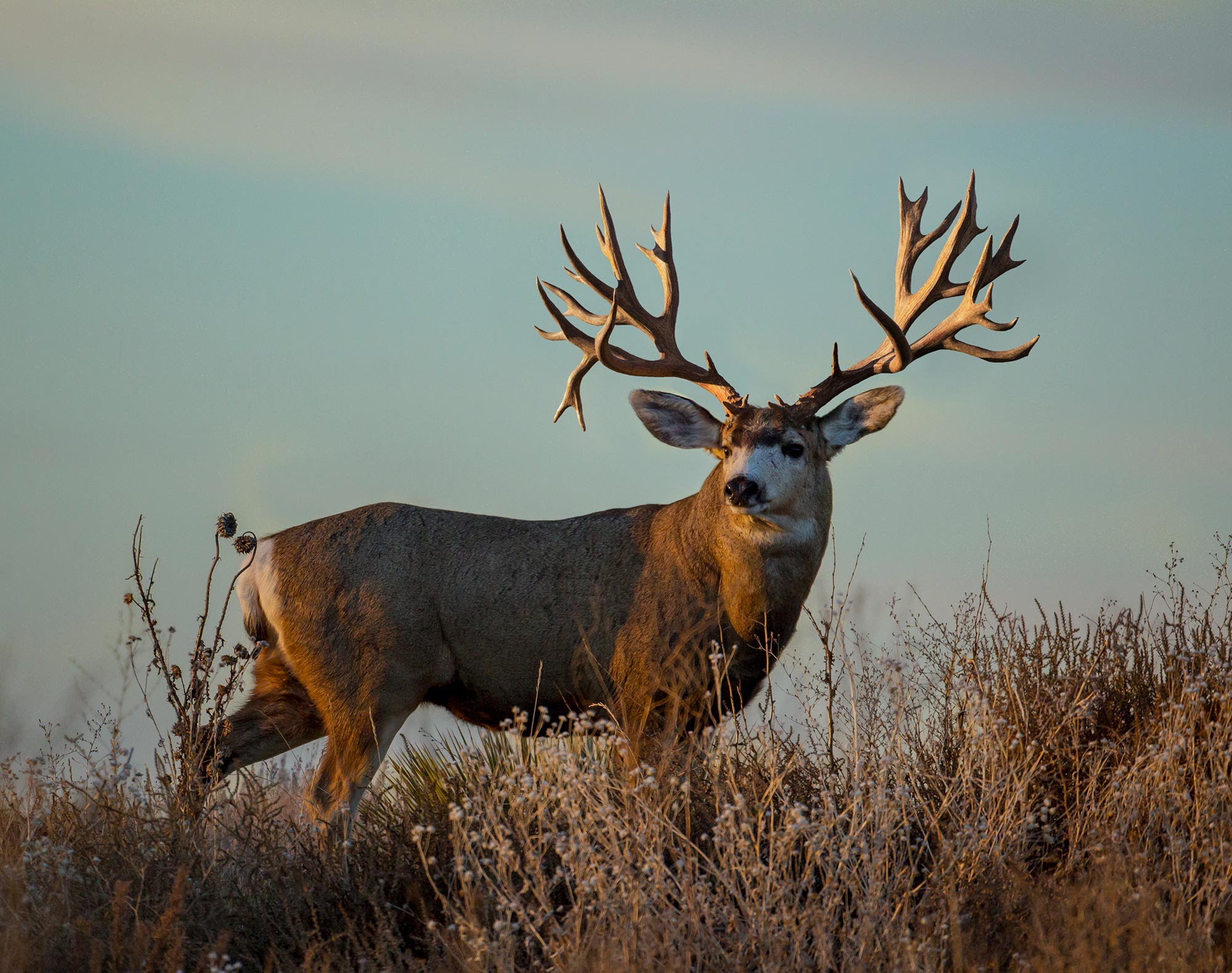 2016 King's Mule Deer Calendar Preview - YouTube