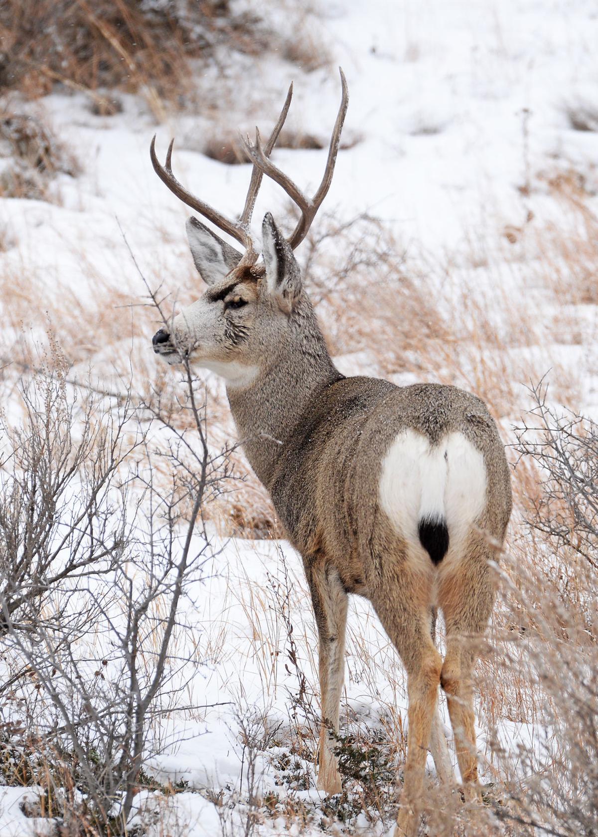 Free Photo Mule Deer Animal Deer Jungle Free Download Jooinn