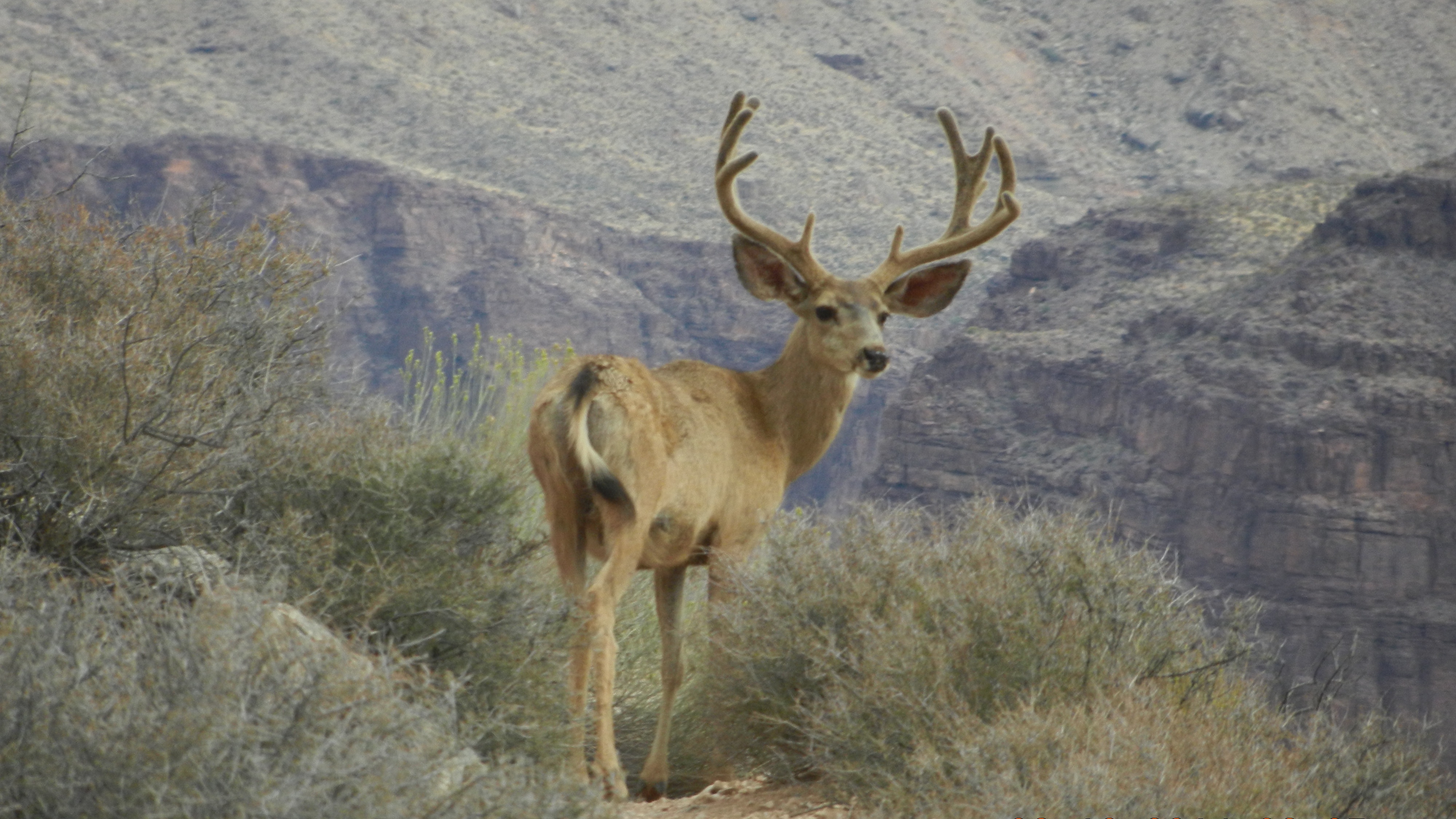 Mule Deer - Grand Canyon National Park (U.S. National Park Service)