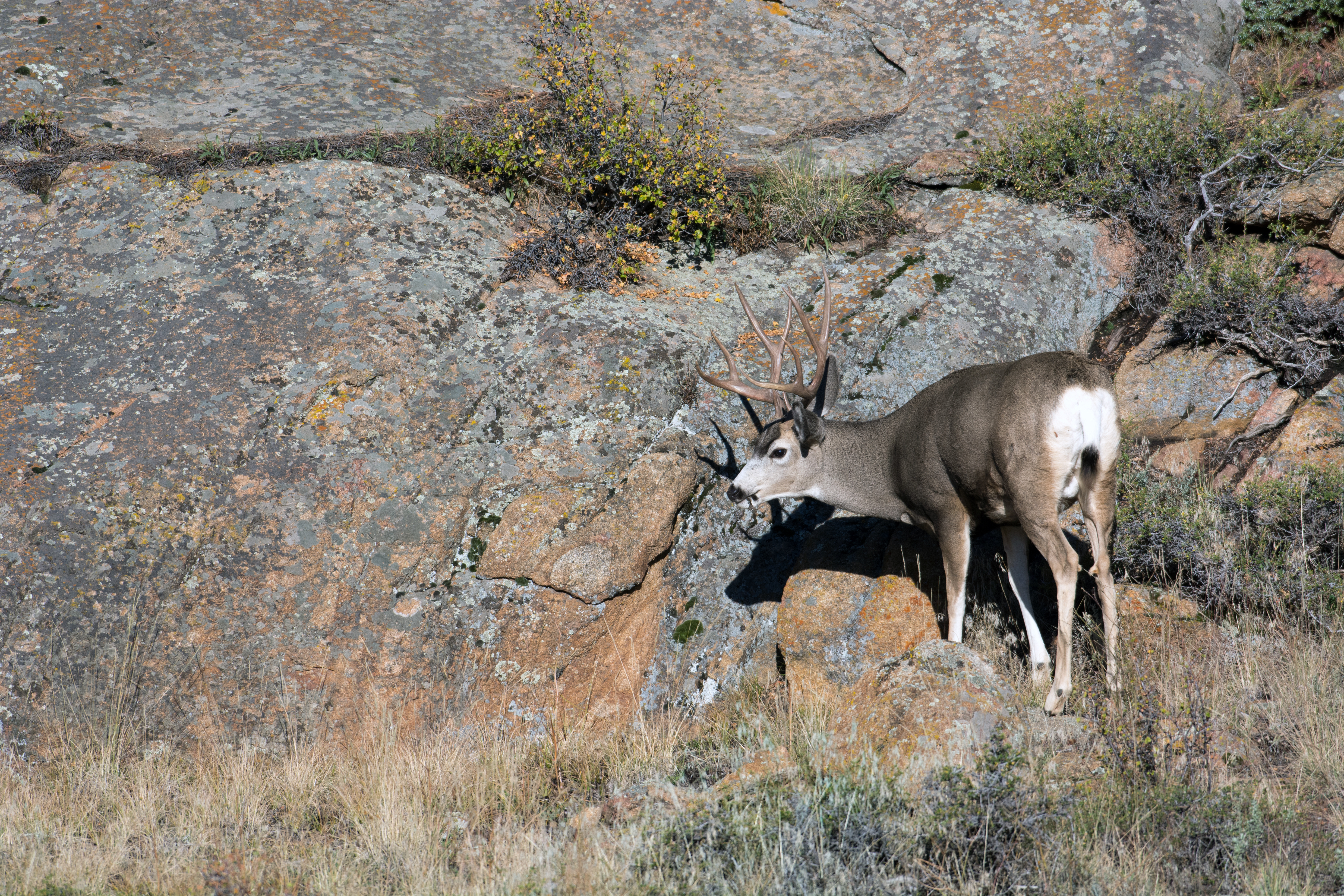 Differences between Mule Deer and Whitetail Deer | Huntin' Fool Blog