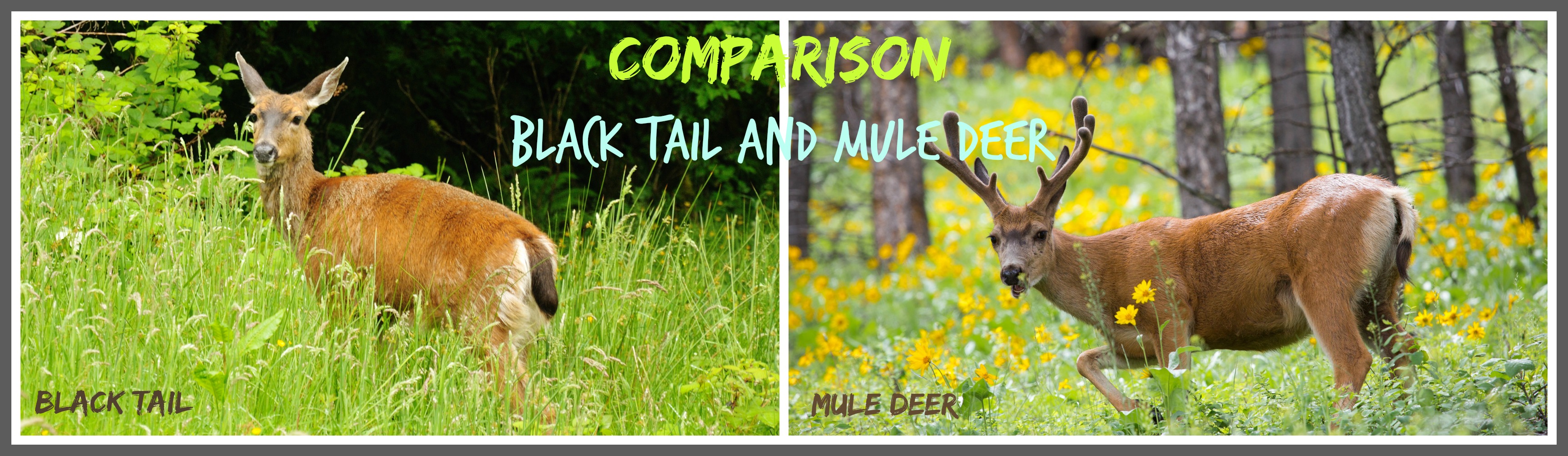 Comparison: Black Tail and Mule Deer - Good Game Hunting