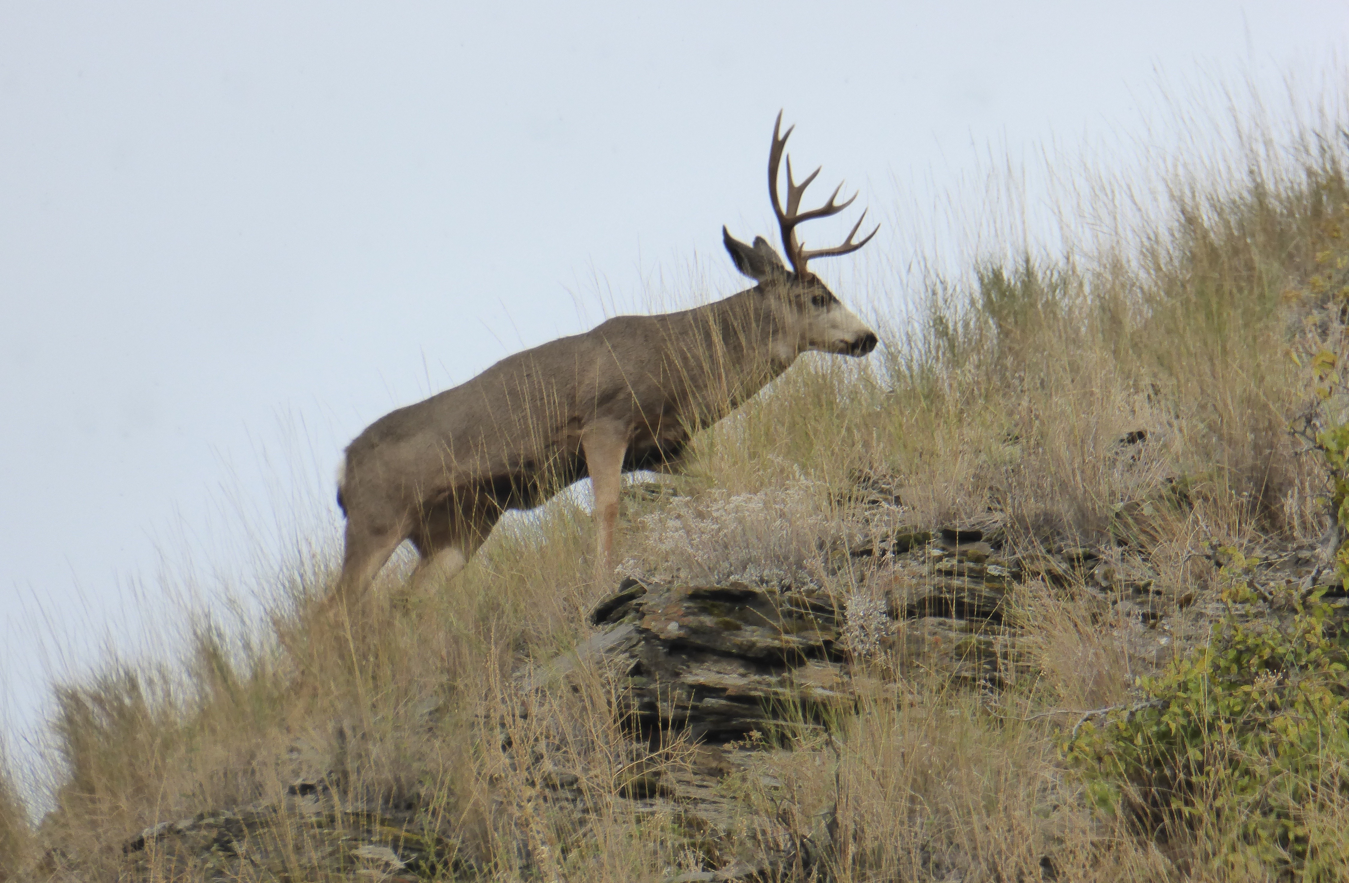 Big game outlook: Similar numbers of elk and whitetails, fewer mule ...