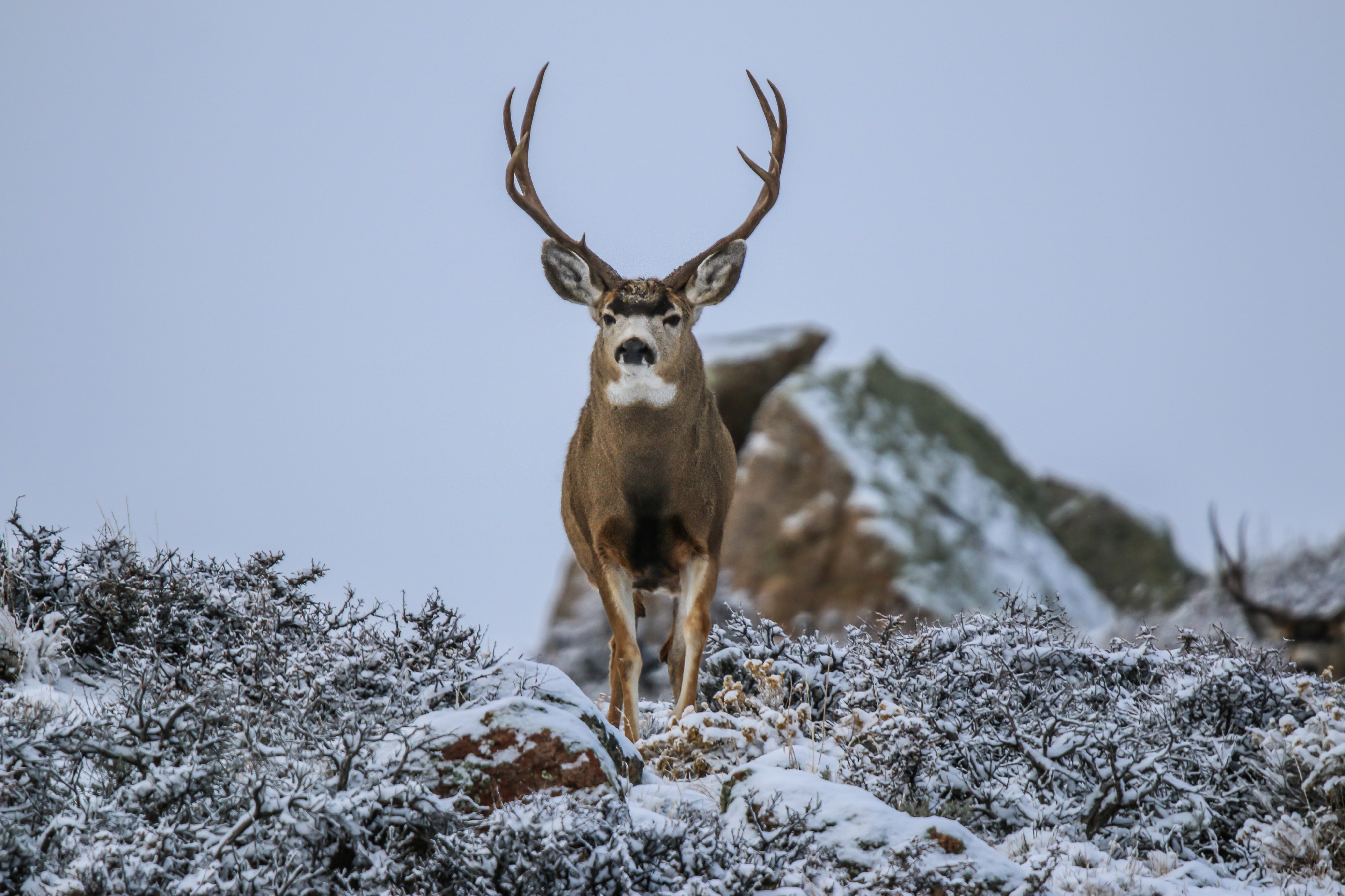 Mule Deer Migration - John Stallone Days in The Wild