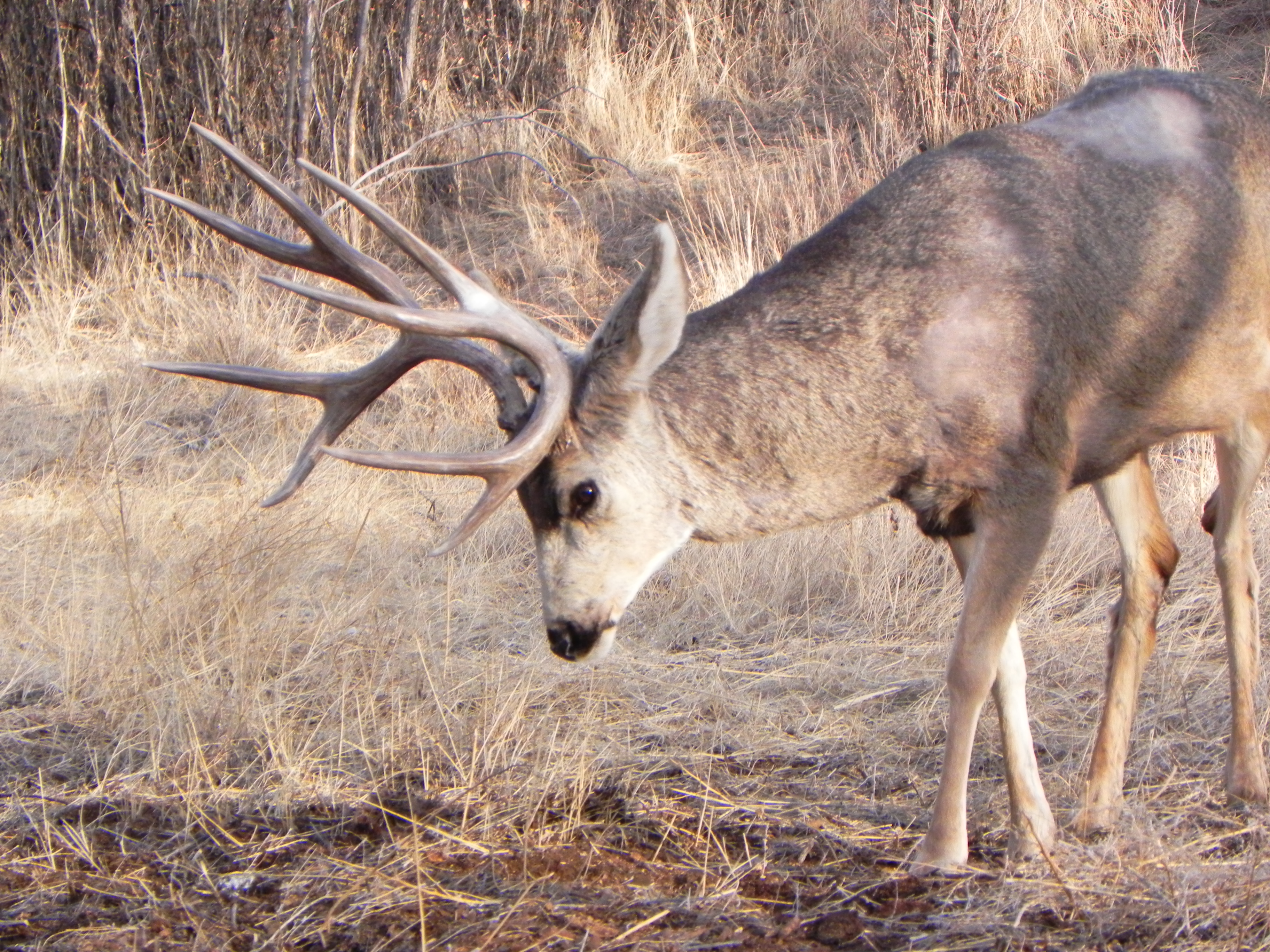 Mule deer photo