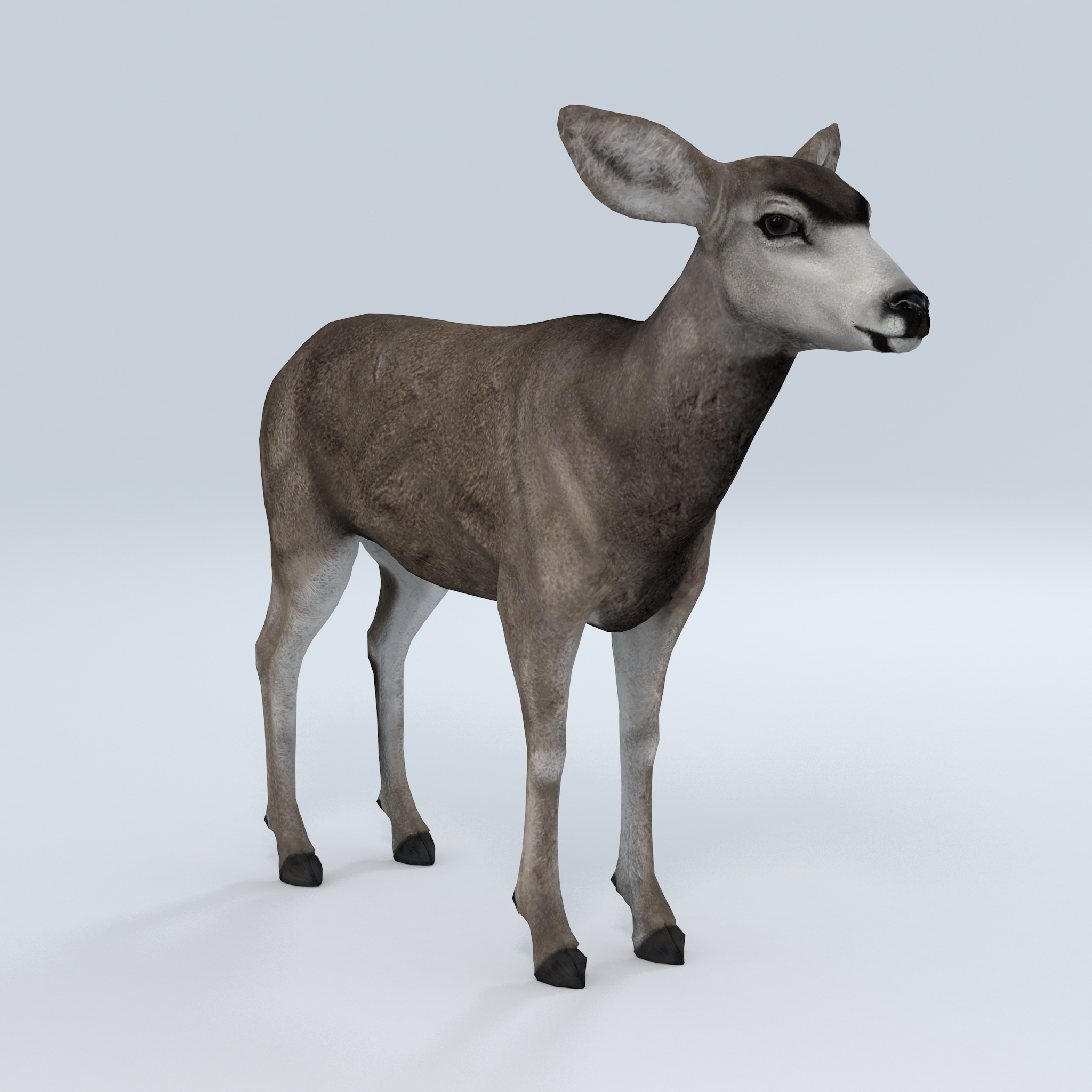 Female Mule Deer - 3DCG STORE 3D Models Marketplace