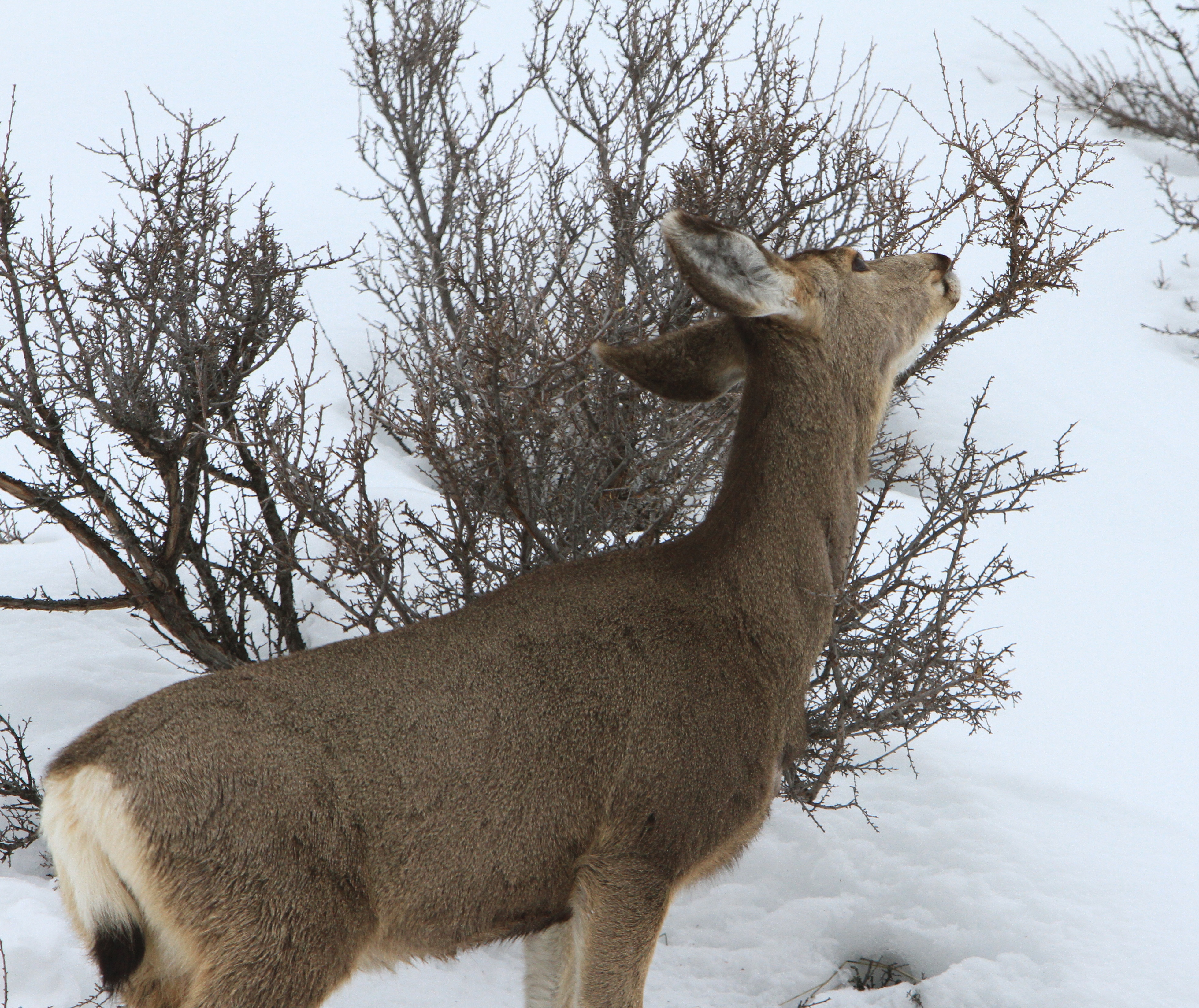 Winter kill was less than expected for mule deer, and elk fared ...