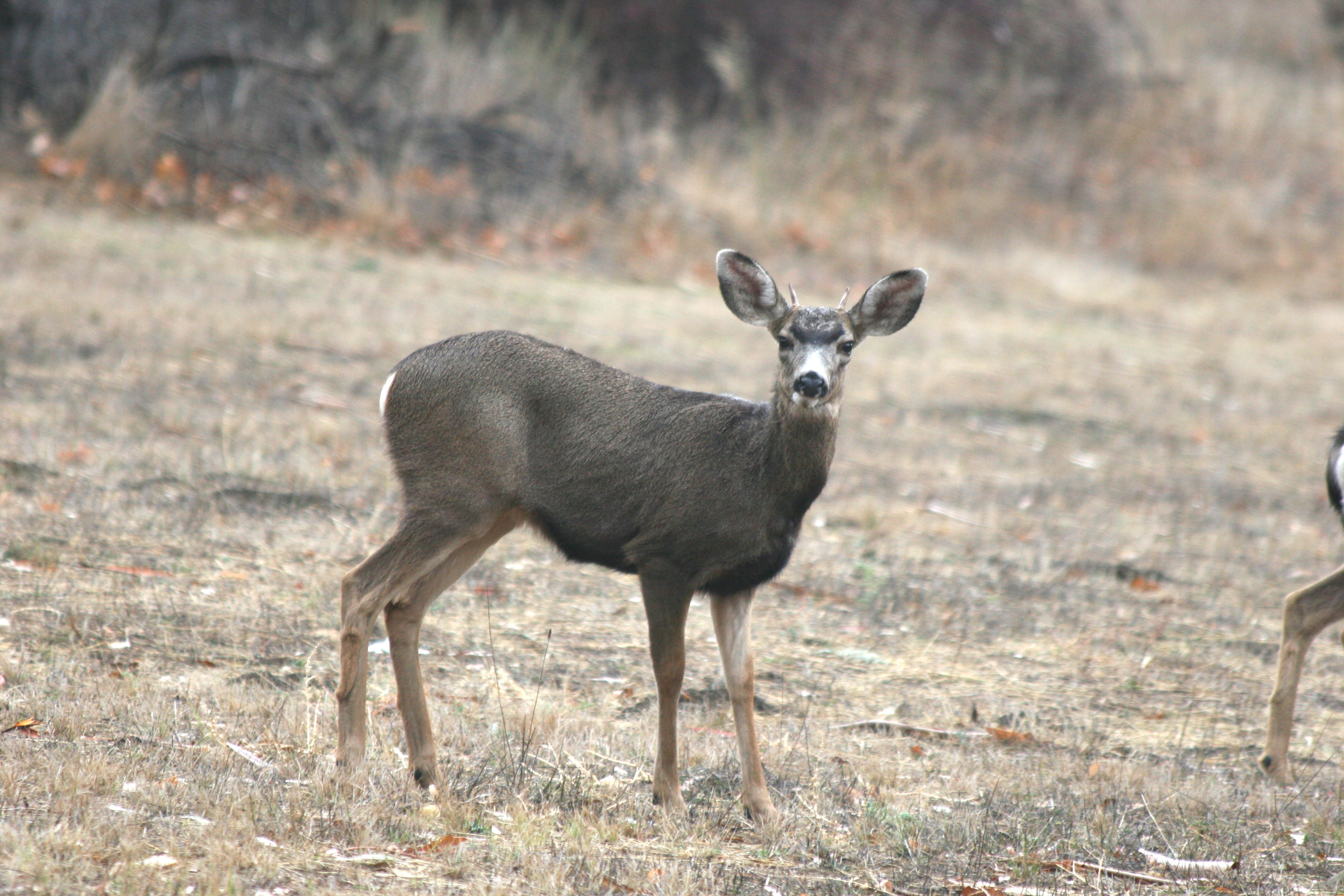 Deer marie. Odocoileus hemionus. Чернохвостый олень. Виргинский олень Северной Америки. Североамериканский Чернохвостый олень.
