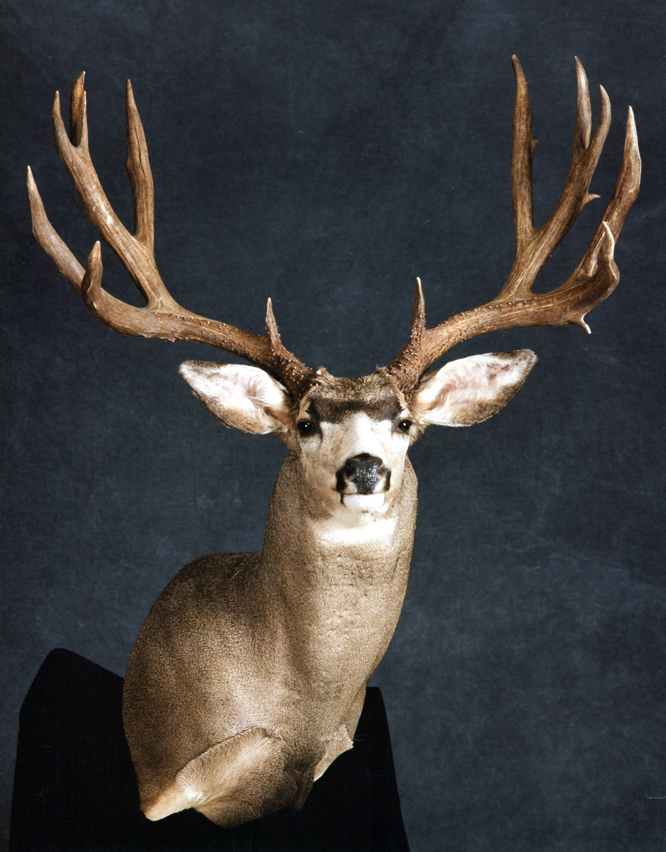Mule Deer - Oregon Taxidermist, Award Winning Safari Taxidermist ...