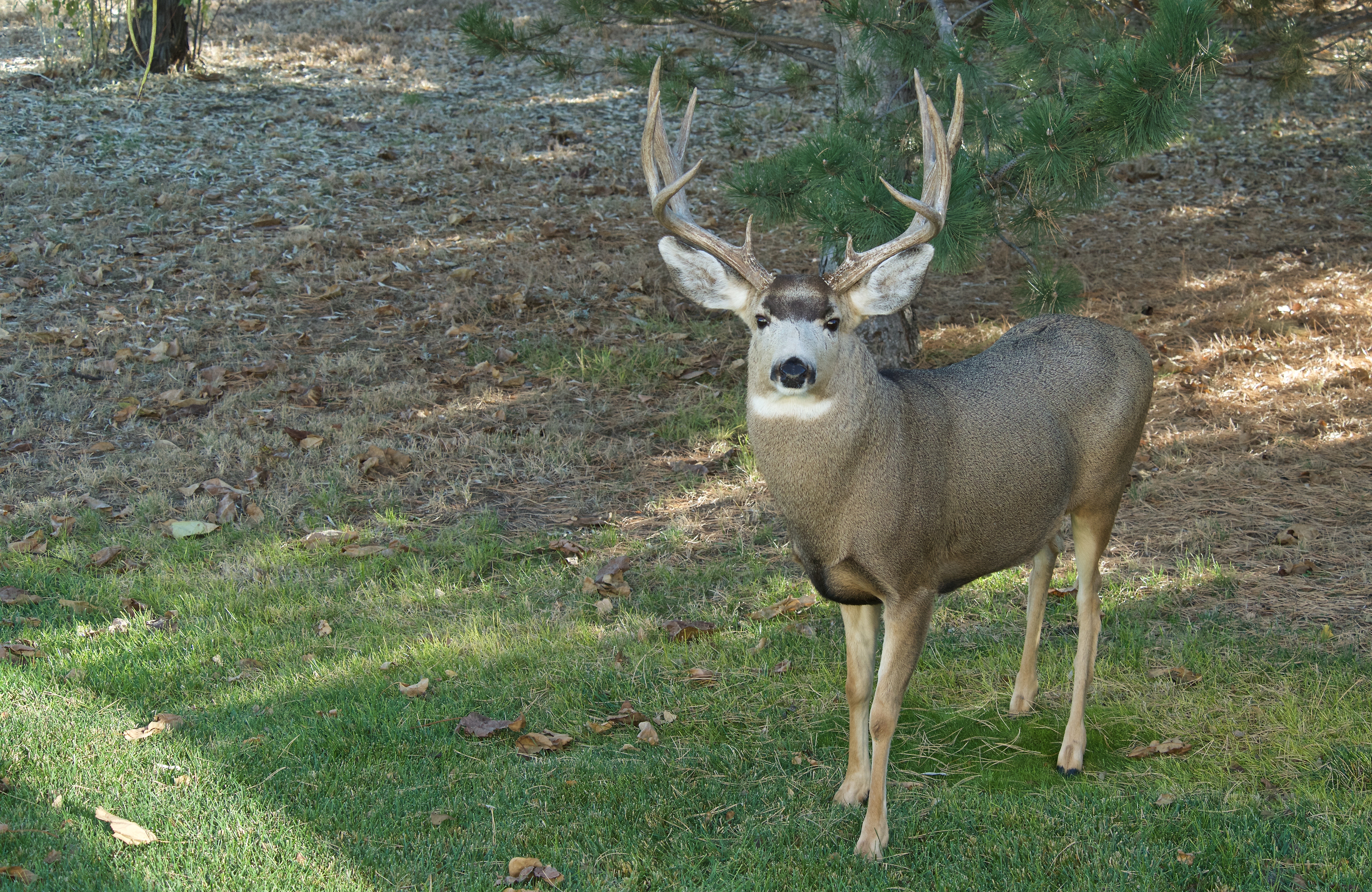 Mule Deer (Bucks) - Plants and Animals of Northeast Colorado