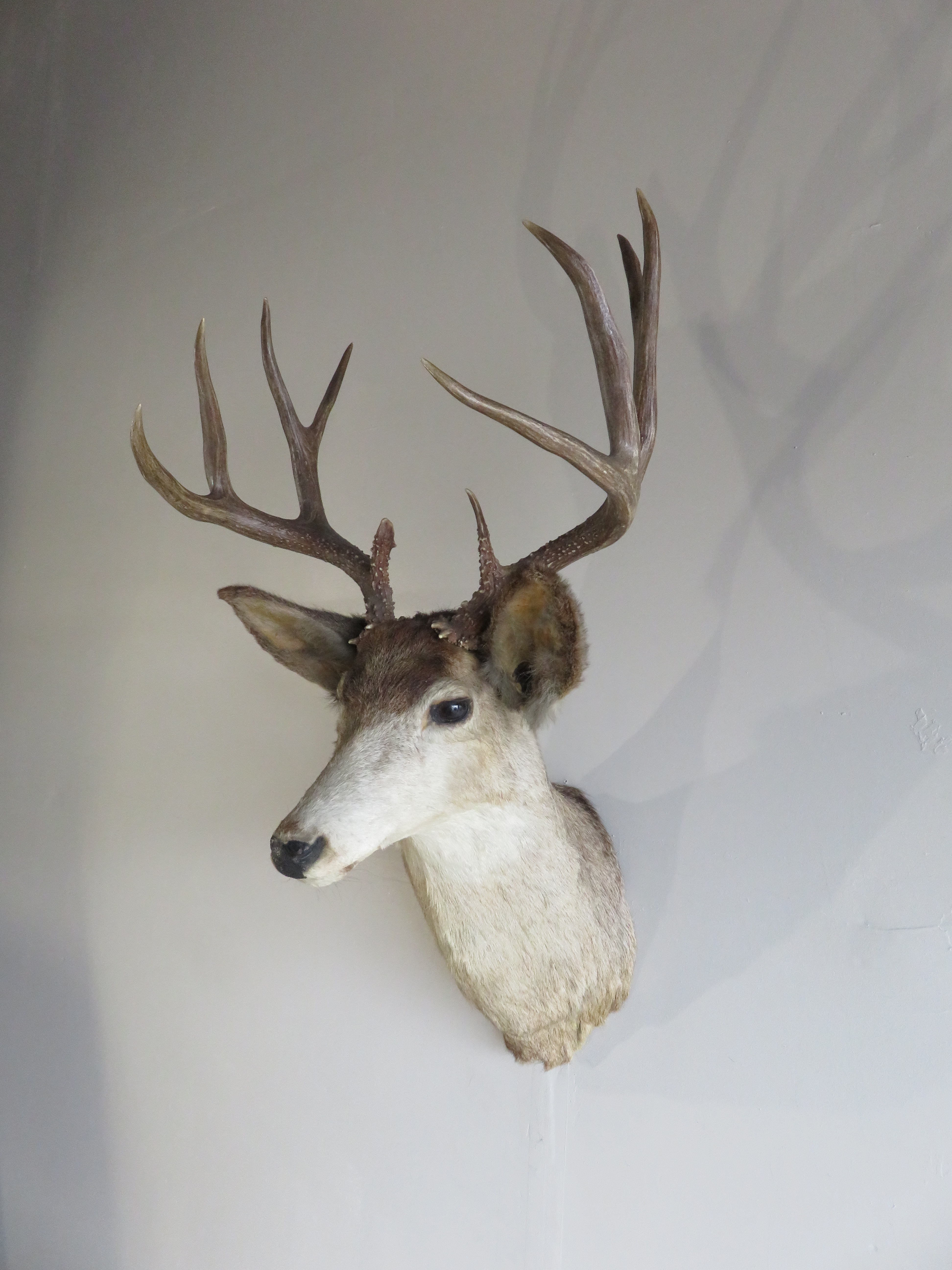 Mule Deer Shoulder Mount DM-116 – Mounts For Sale