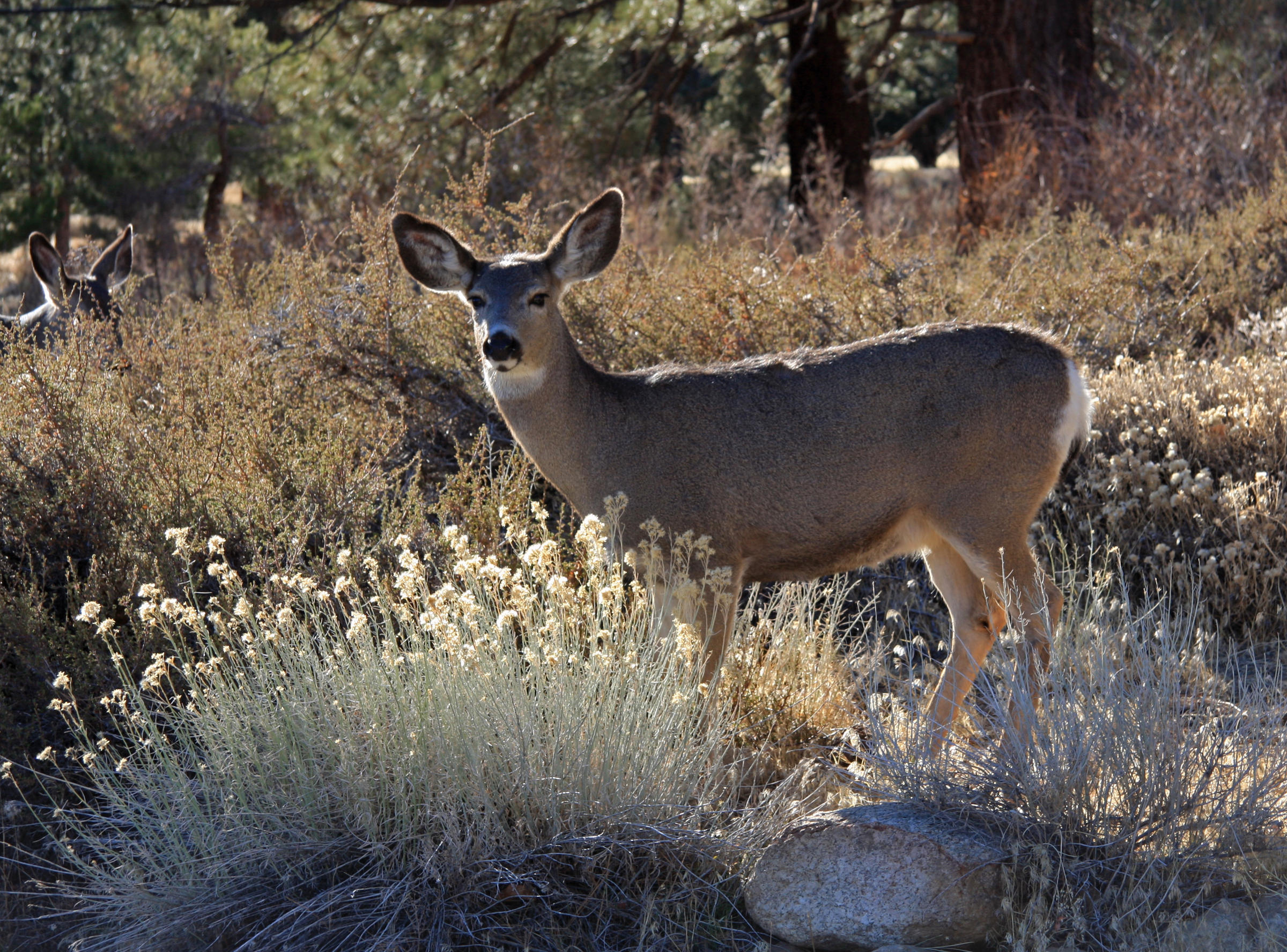Mule Deer Doe's Journey Over Teton Range: Grand Teton Investigates ...