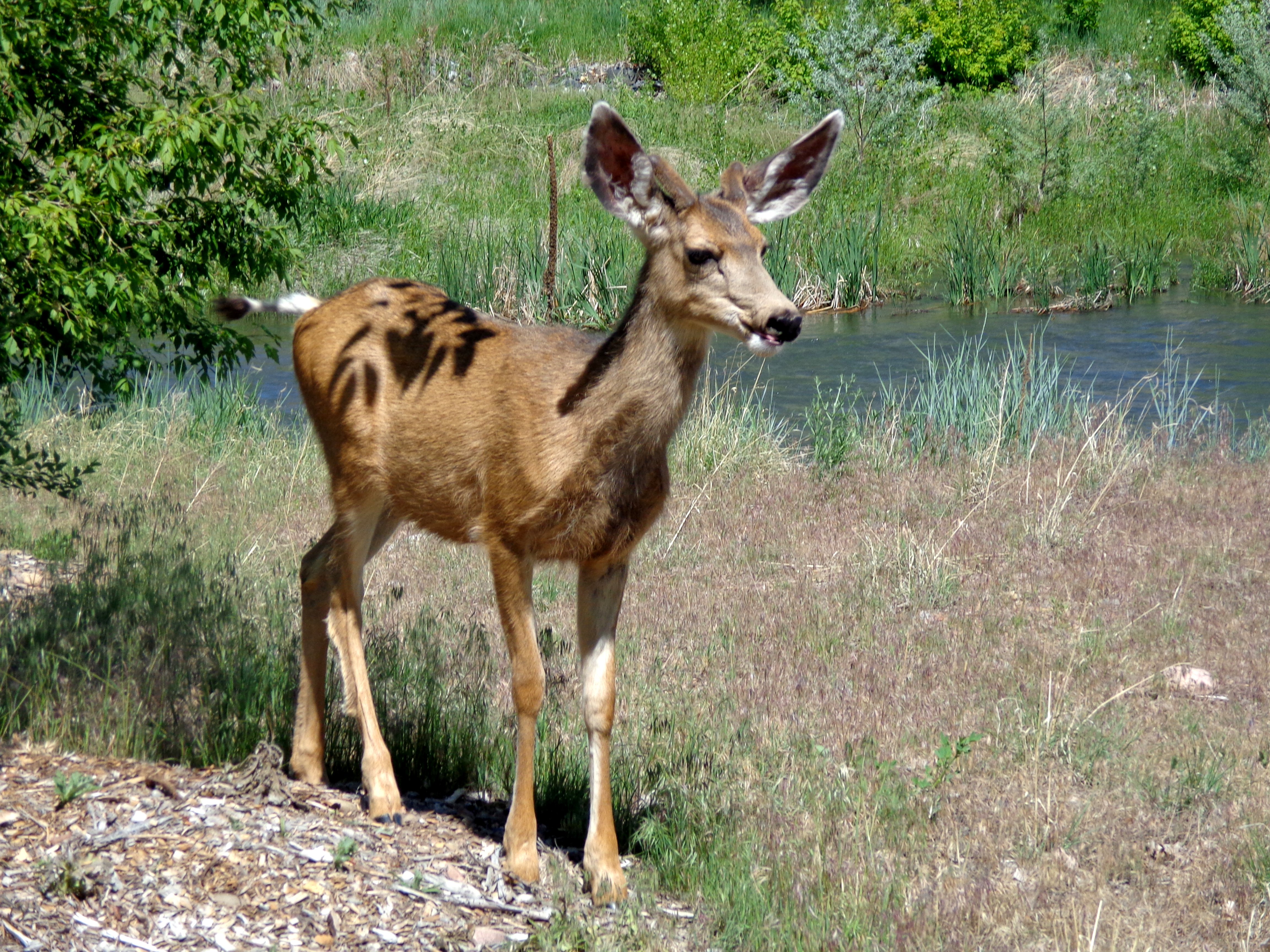 Young Mule Deer Picture | Free Photograph | Photos Public Domain