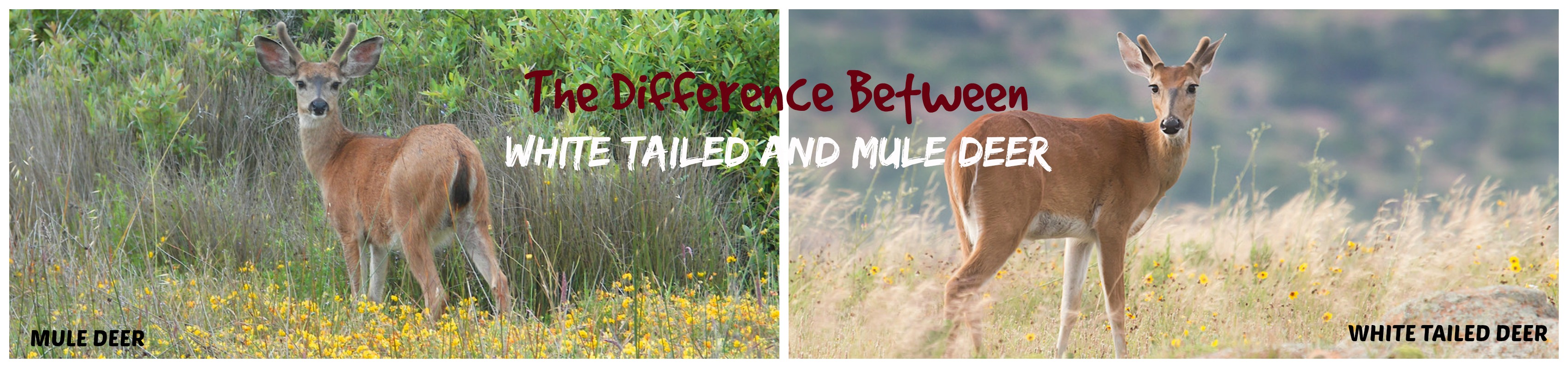 Difference Between White Tail and Mule Deer - Good Game Hunting