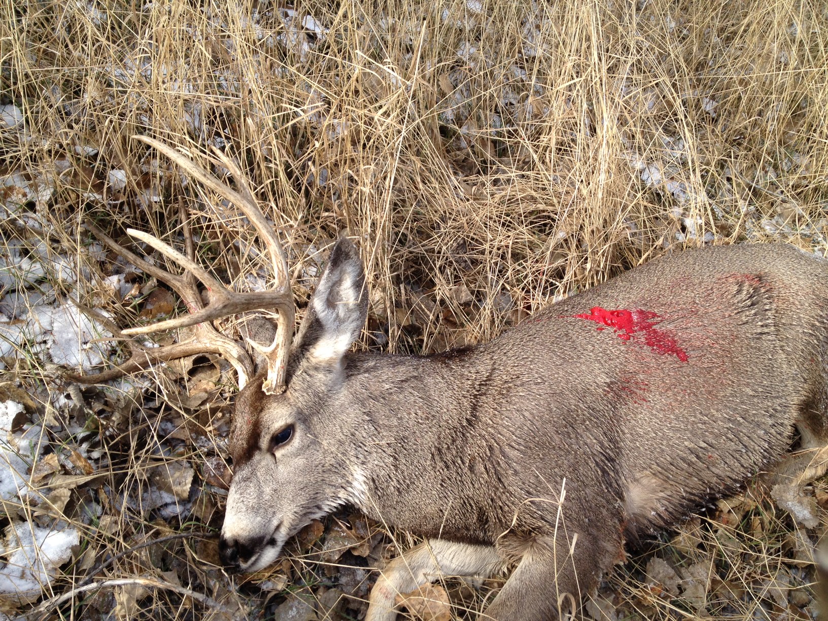 Tips for Cold Weather Mule Deer Hunting | Pure Hunting