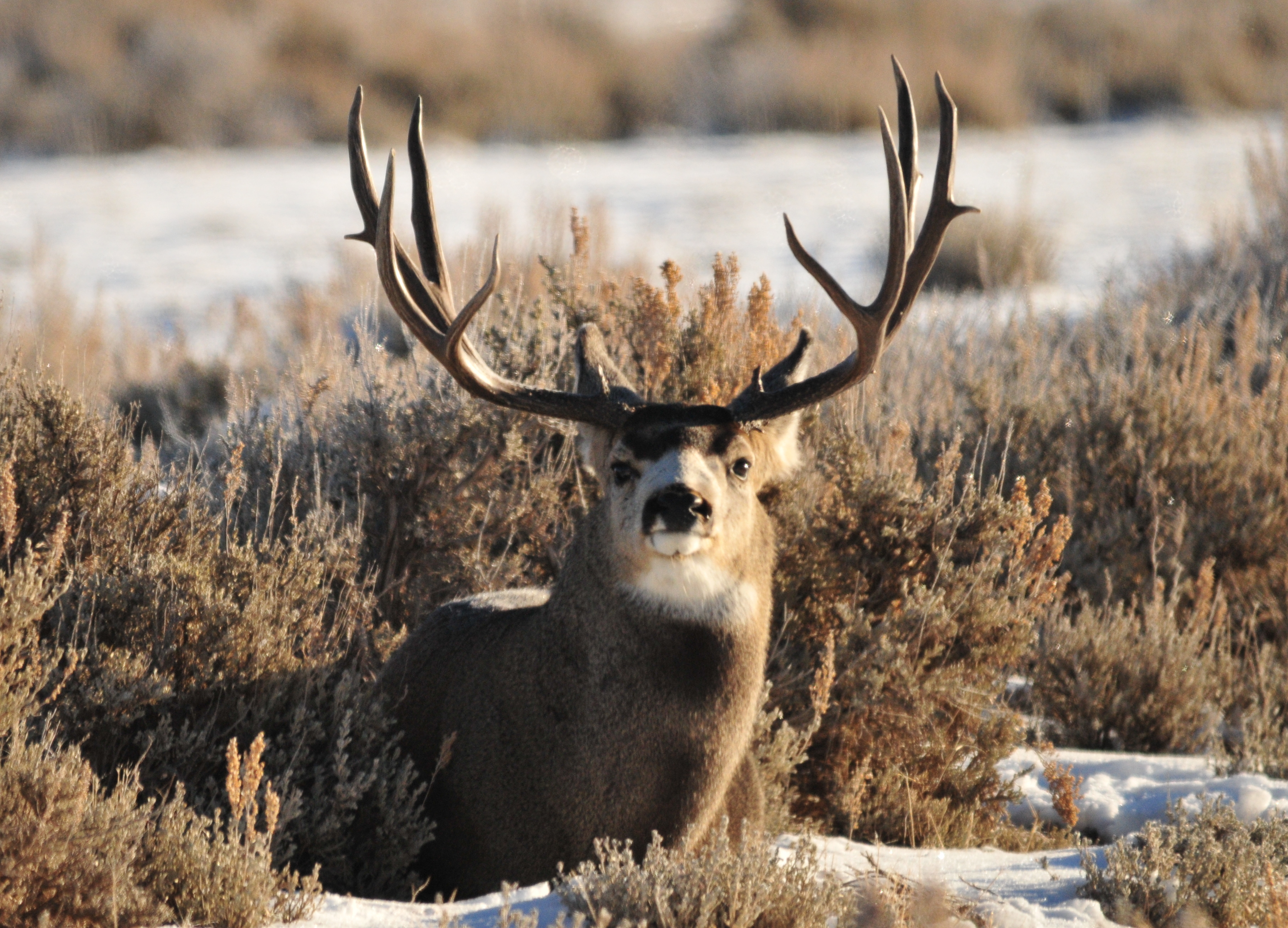 File:Mule Deer Buck in Southwest Wyoming (23007137314).jpg ...