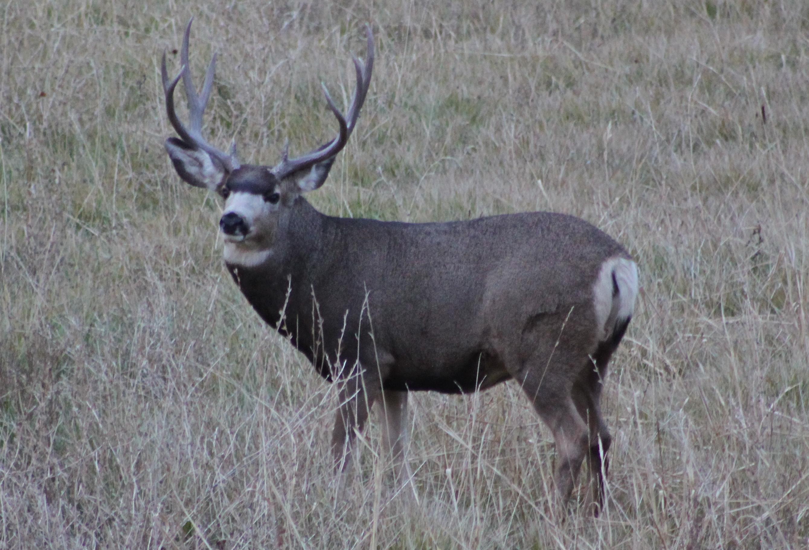 Mule deer buck : Photos, Diagrams & Topos : SummitPost