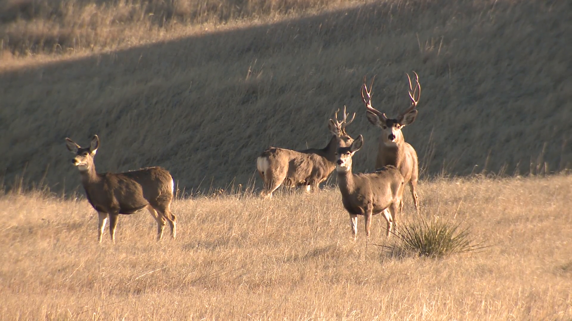 Mule Deer Buck Doe Herd Alarmed Fall Trophy Stock Video Footage ...