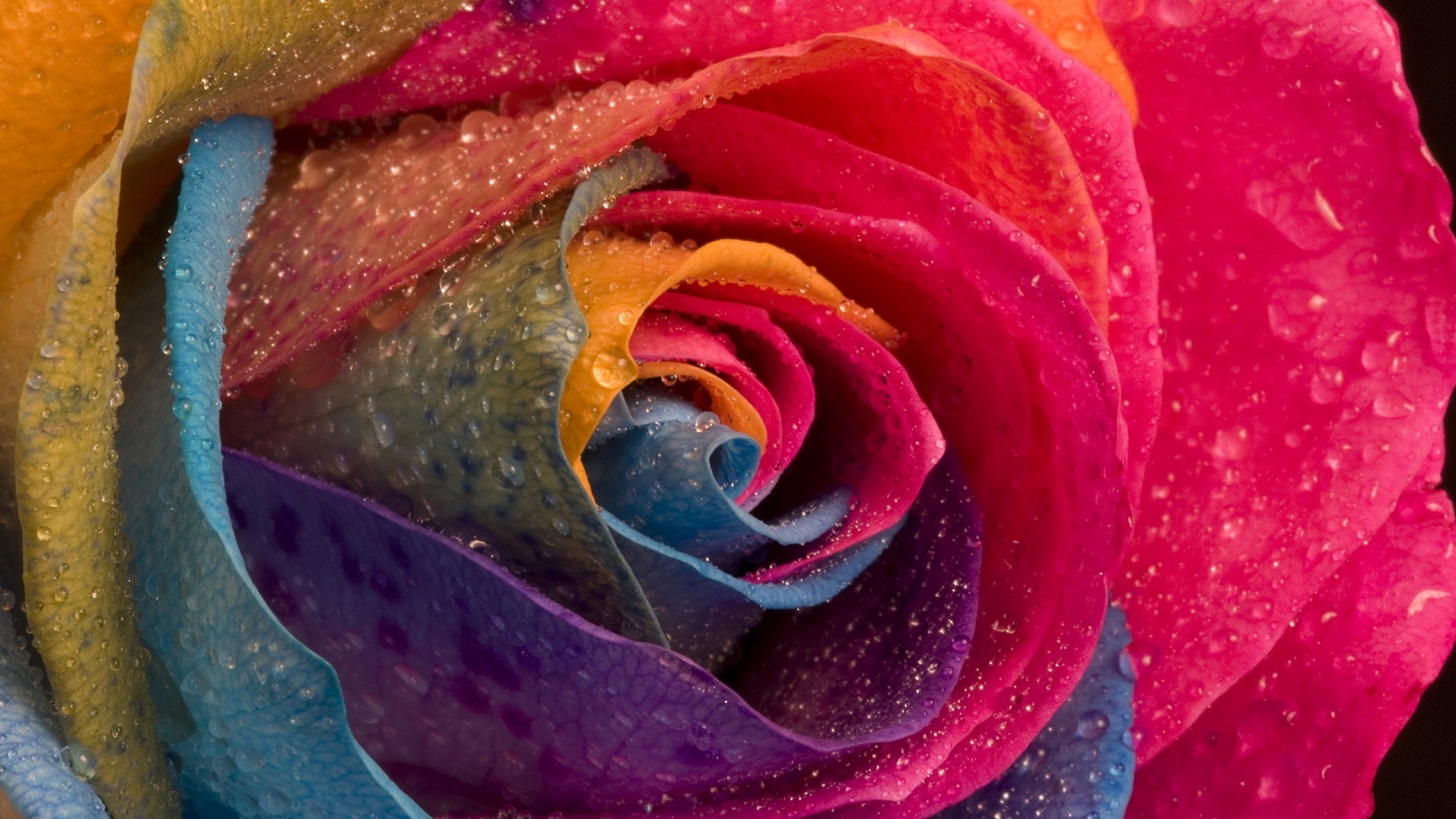 flowers, roses, drops, water, multicolor :: Wallpapers