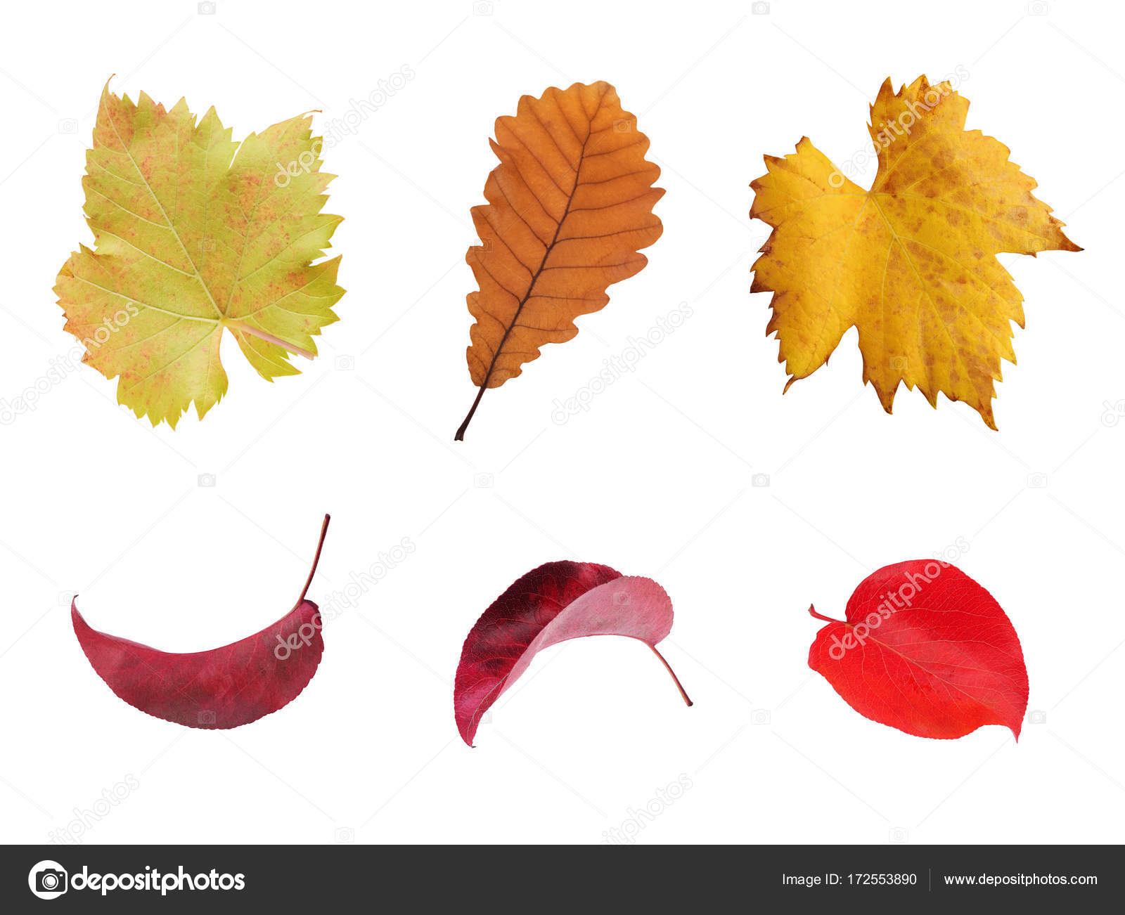 multicolored autumn leaves — Stock Photo © levkro #172553890