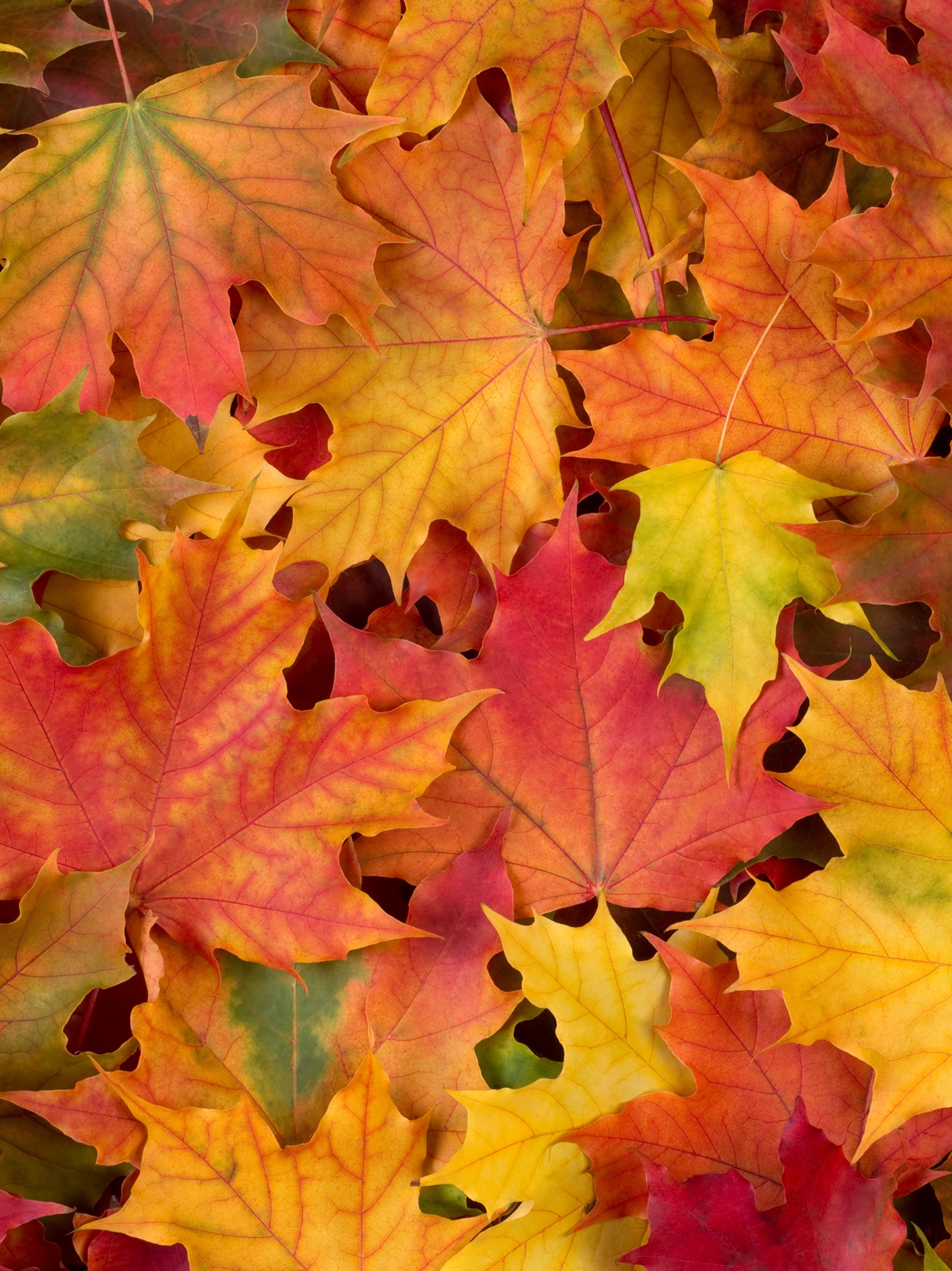 Pictures Foliage Texture Multicolor Acer Nature Autumn 2048x2732