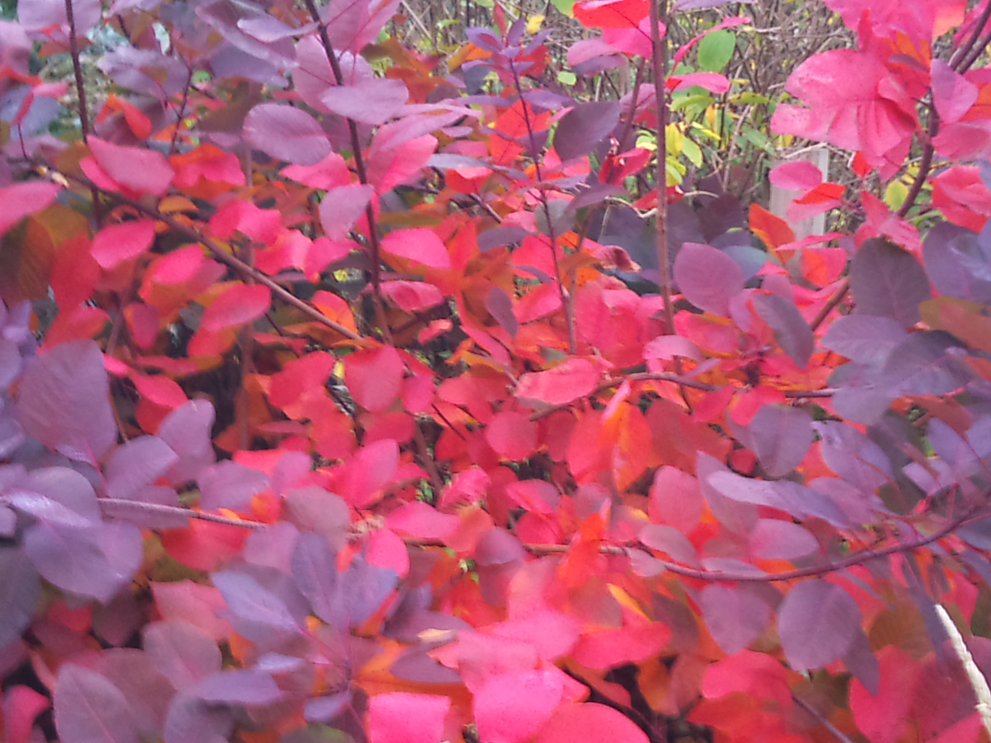 Hot trees and shrubs for autumn colour – Garden Design Eye