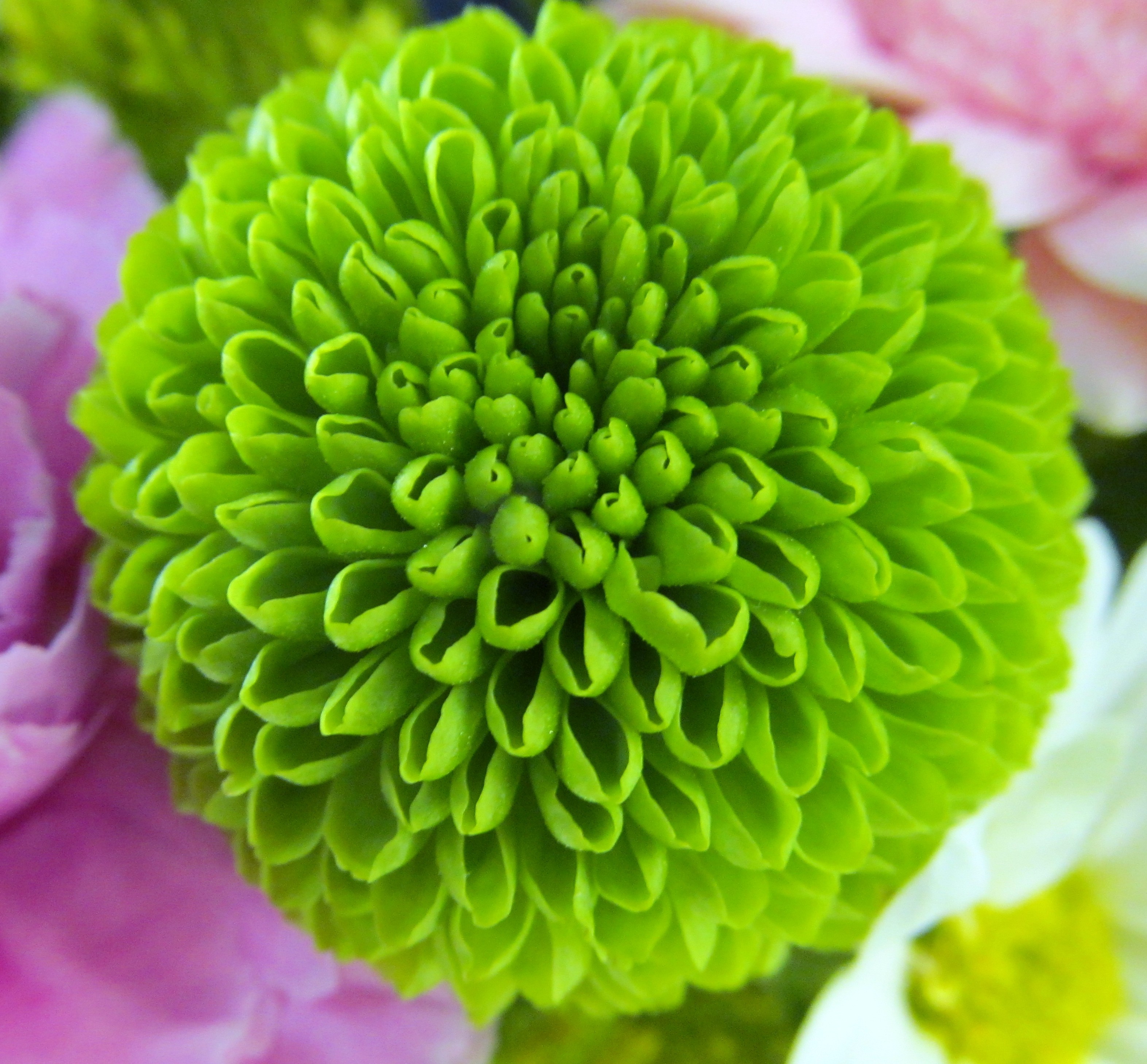 Fuji Mums | Buffalo Wedding & Event Flowers by Lipinoga Florist