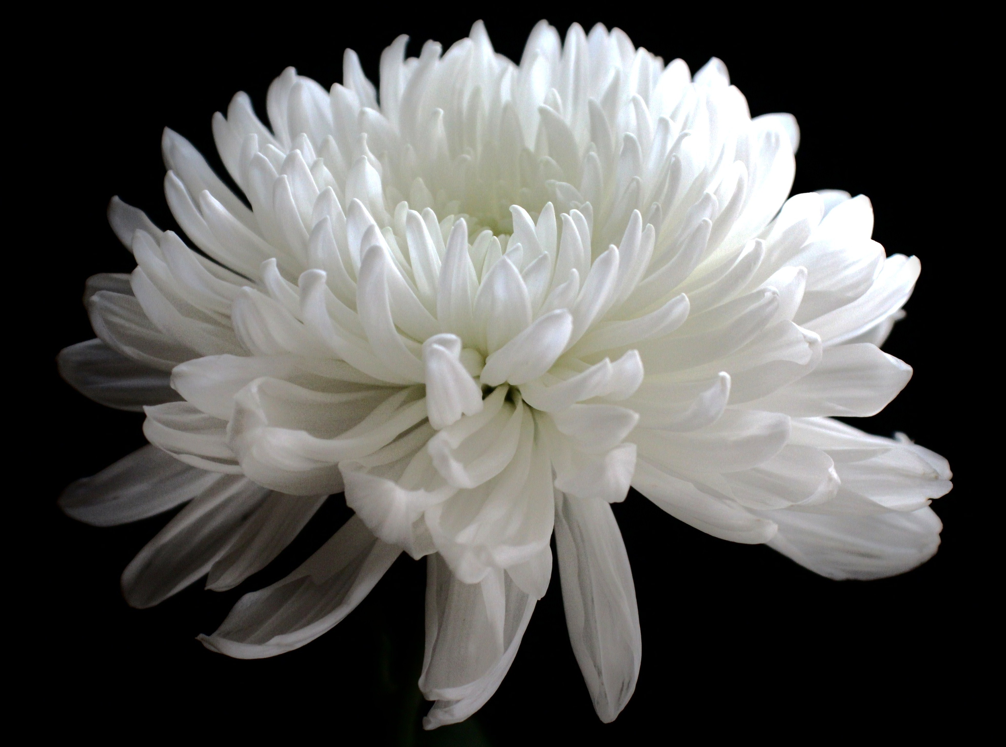 White Spider Mum Flower | Flowers, Trees, & Other Such Gifts of Nature