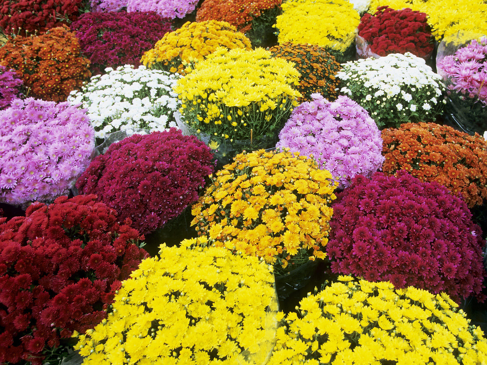 Mums the Word | To Live and Die With Chrysanthemums | Garden Variety