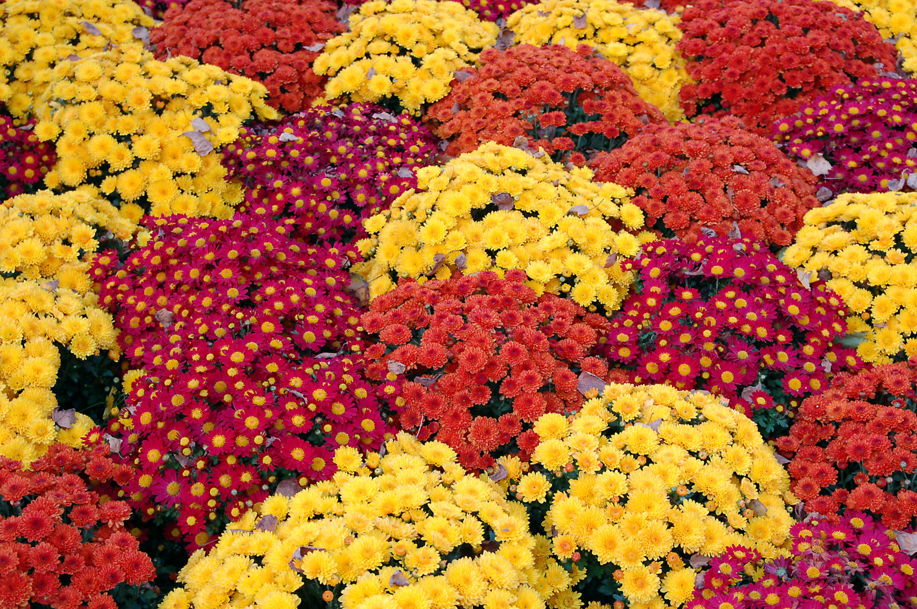 Mums 101: Everything you need to know about fall's favorite flower