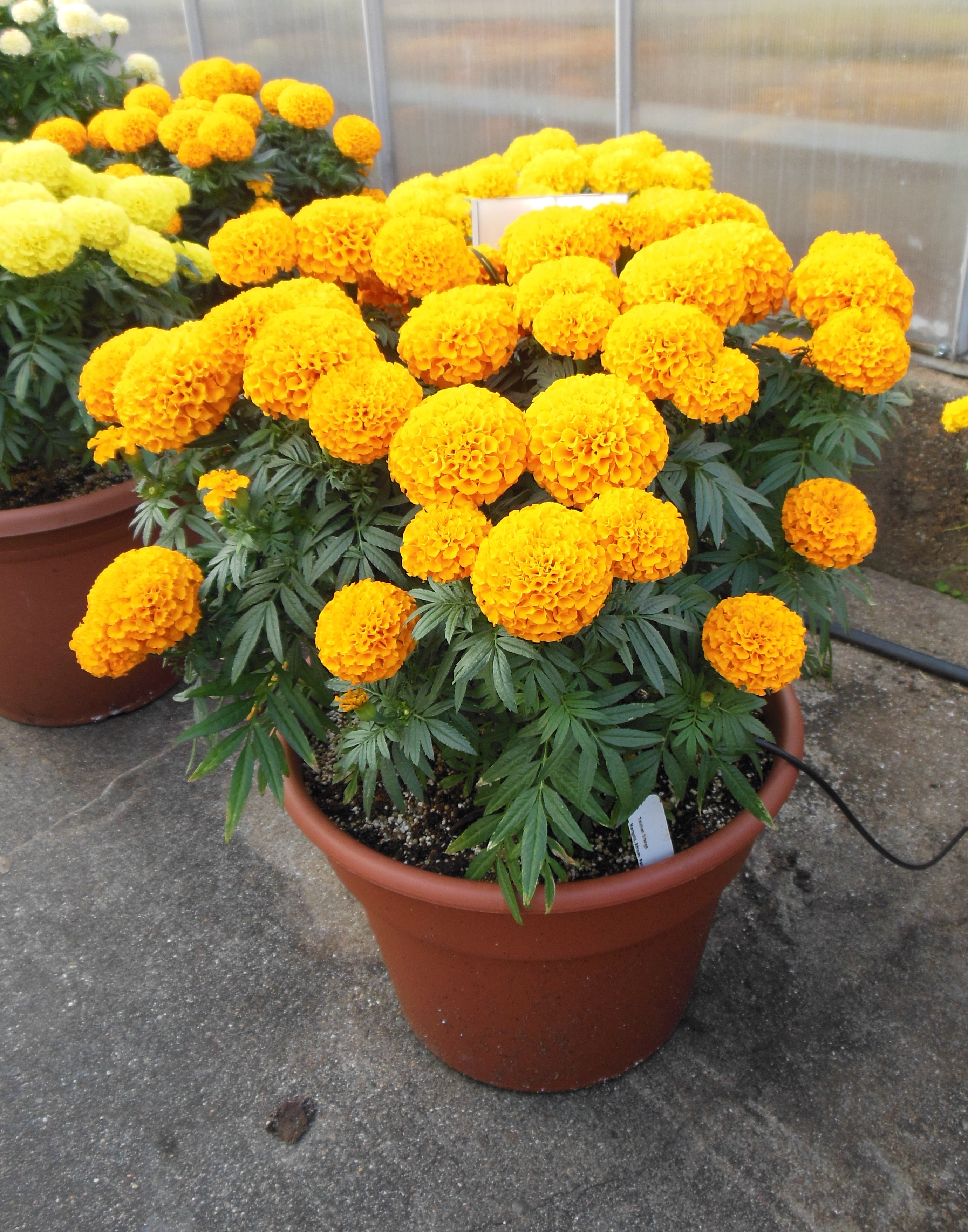 Mari-mums: chrysanthemum color lasting two or three times longer ...