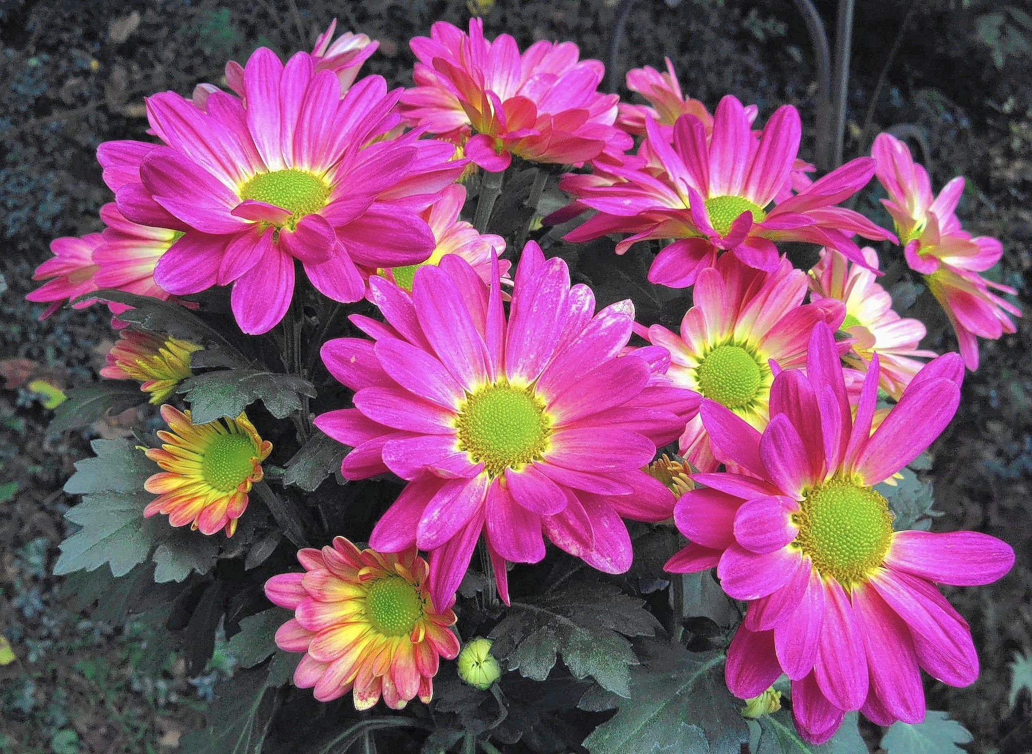 Tips for keeping hardy fall mums alive for the spring - The Morning Call