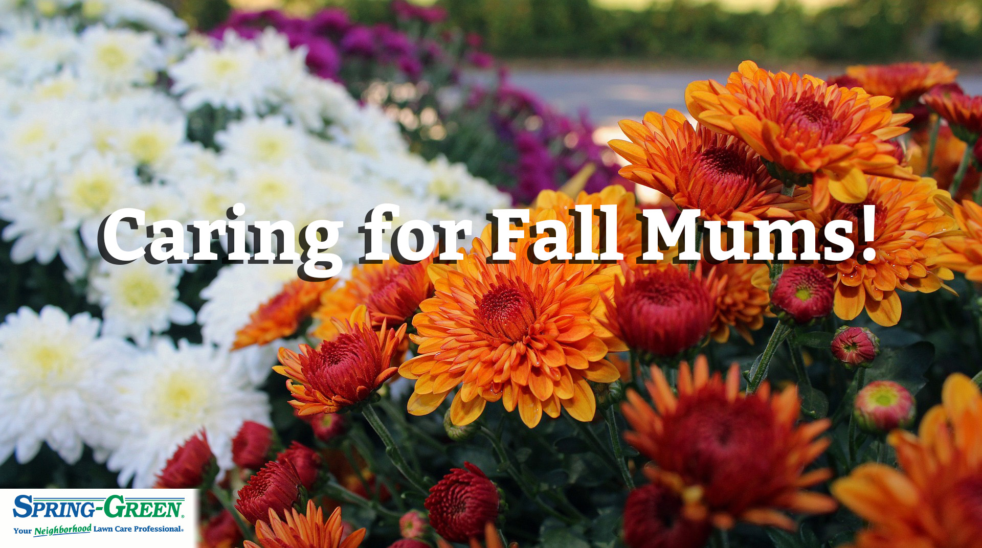 Late Season Bloomers: How to Take Care of Fall Mums!