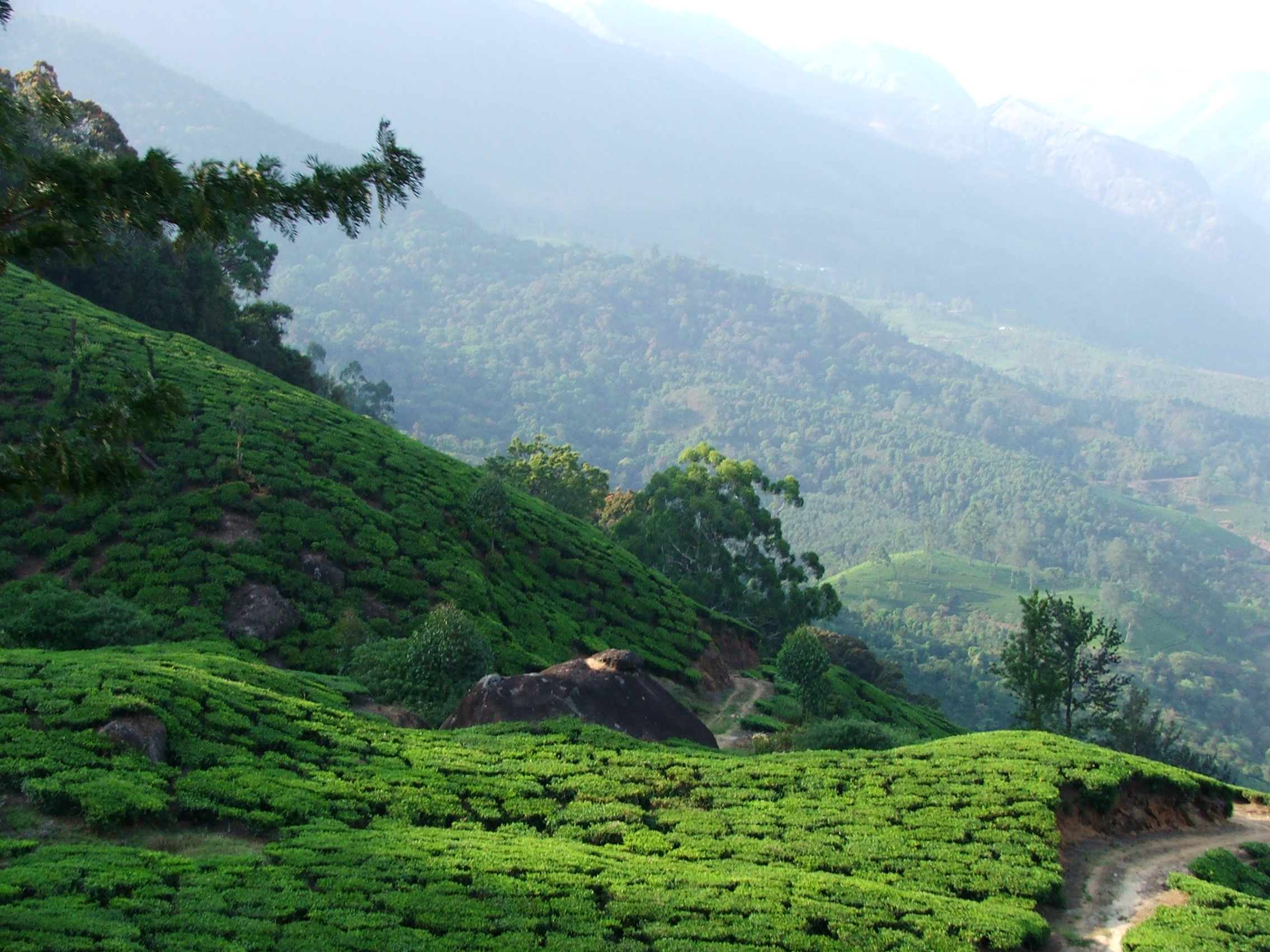 Munnar Hill Station – A Perfect Place to Visit During Monsoon Season