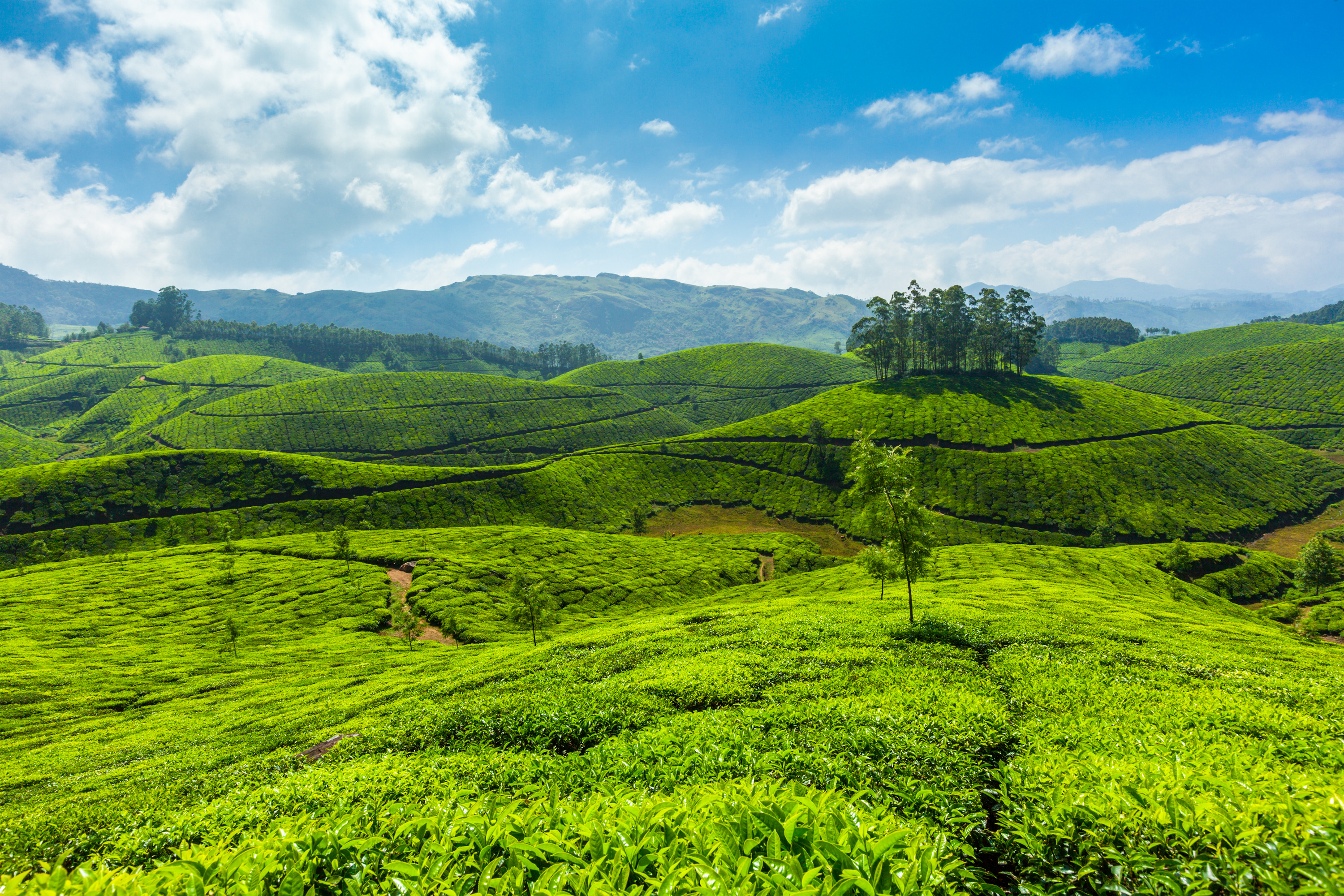 Greenery of Kerala | TerrainTravellers
