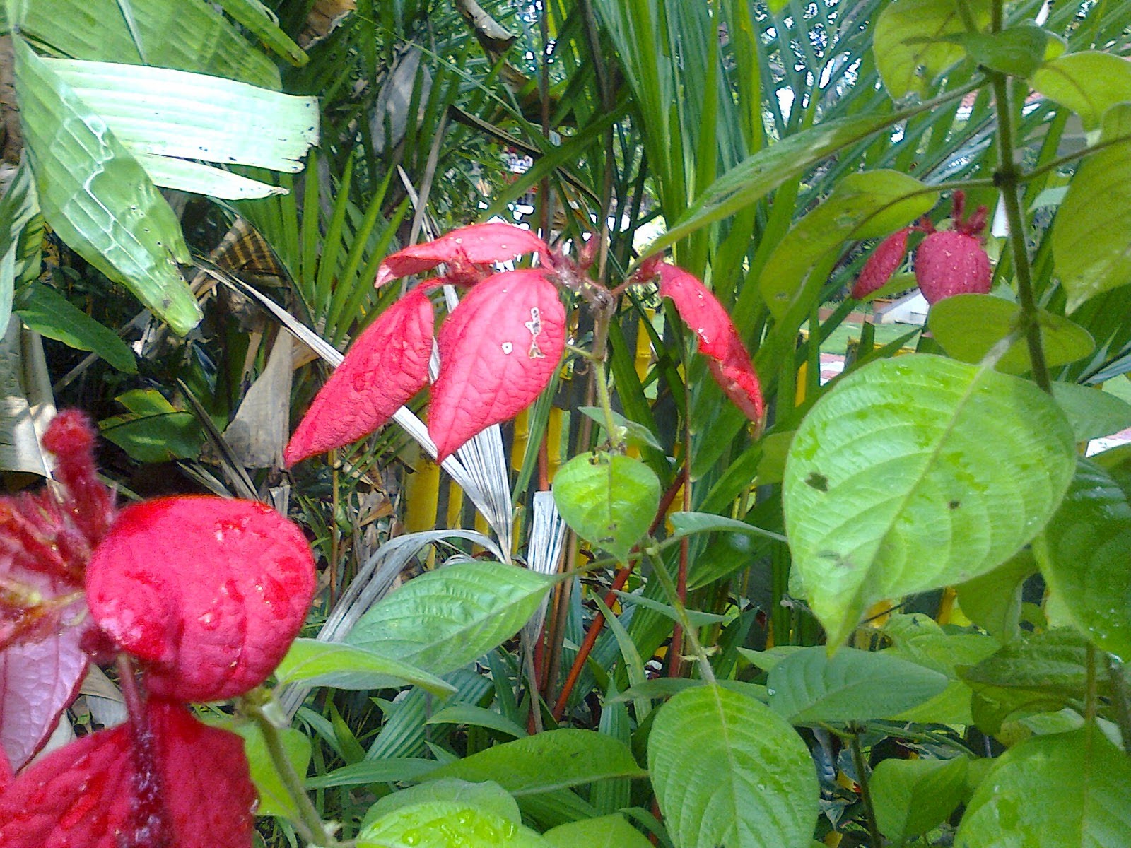 Cute Red Musanda Flowers - YouTube