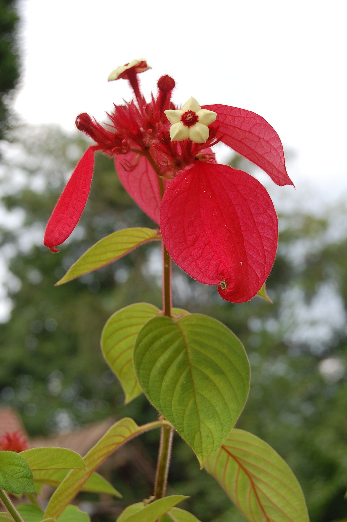 Mussaenda erythrophylla - Wikipedia
