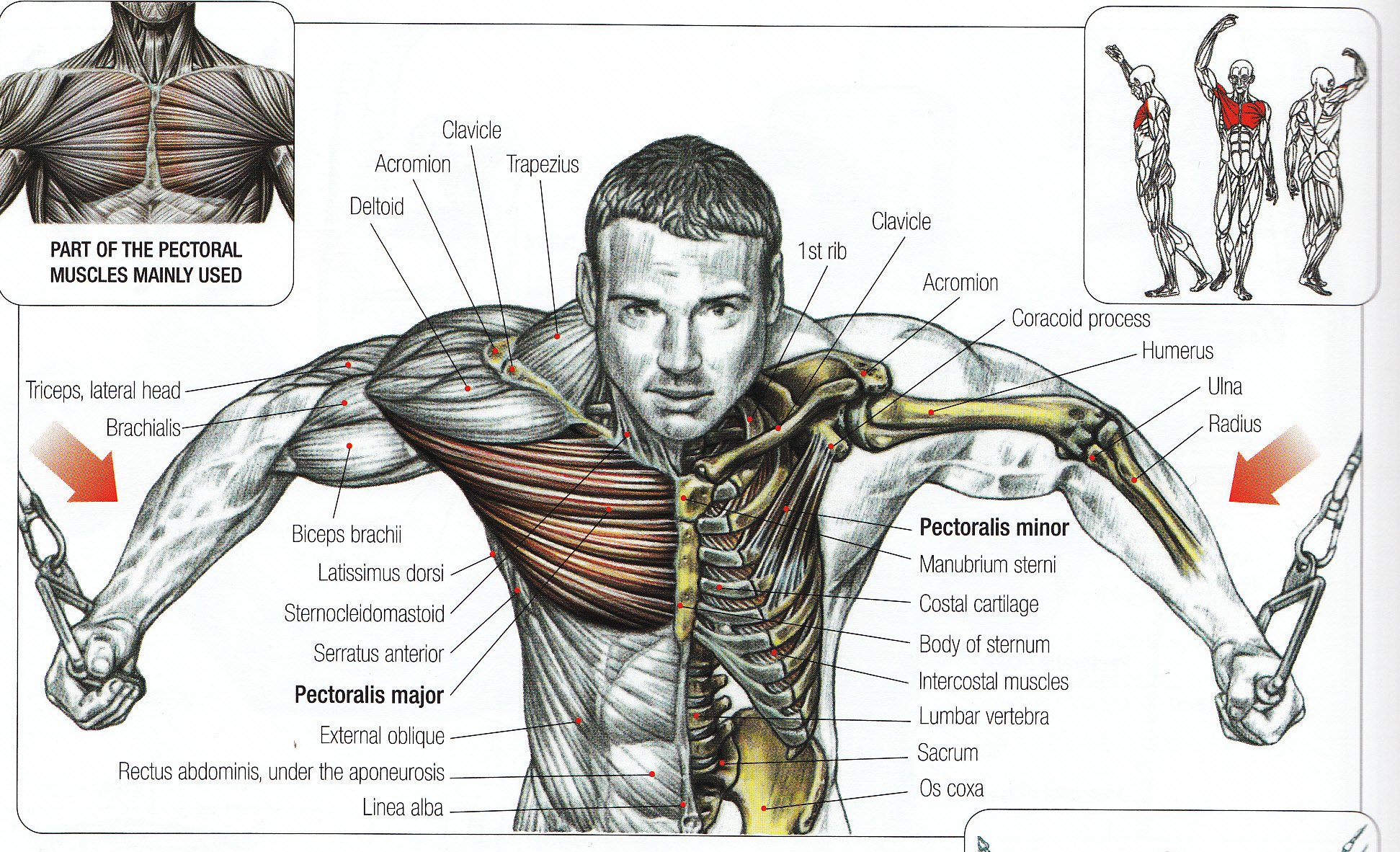 Cable Exercises - Cable Fly - Rope Curl - Cable Row