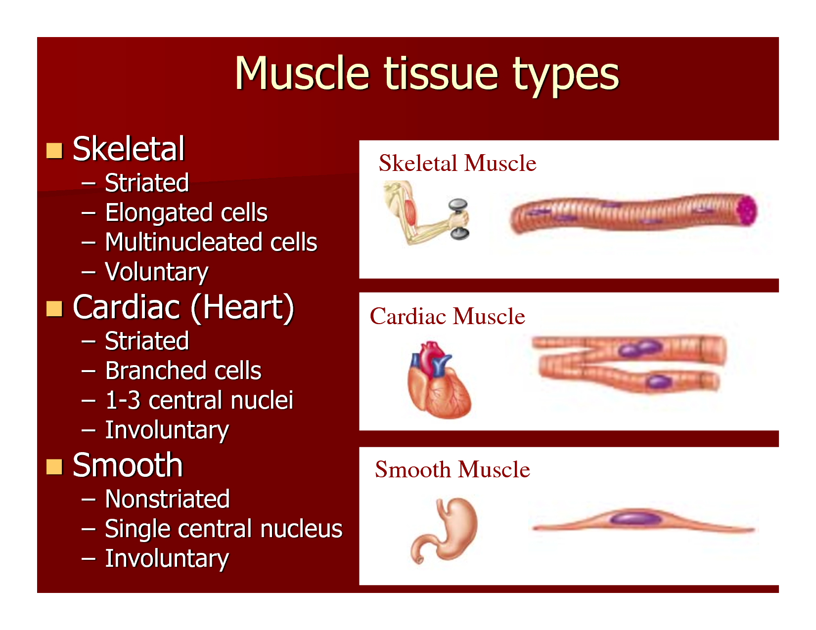 Diagram Of Muscle Tissue Diagram Of Muscular Tissues Watch More Like ...