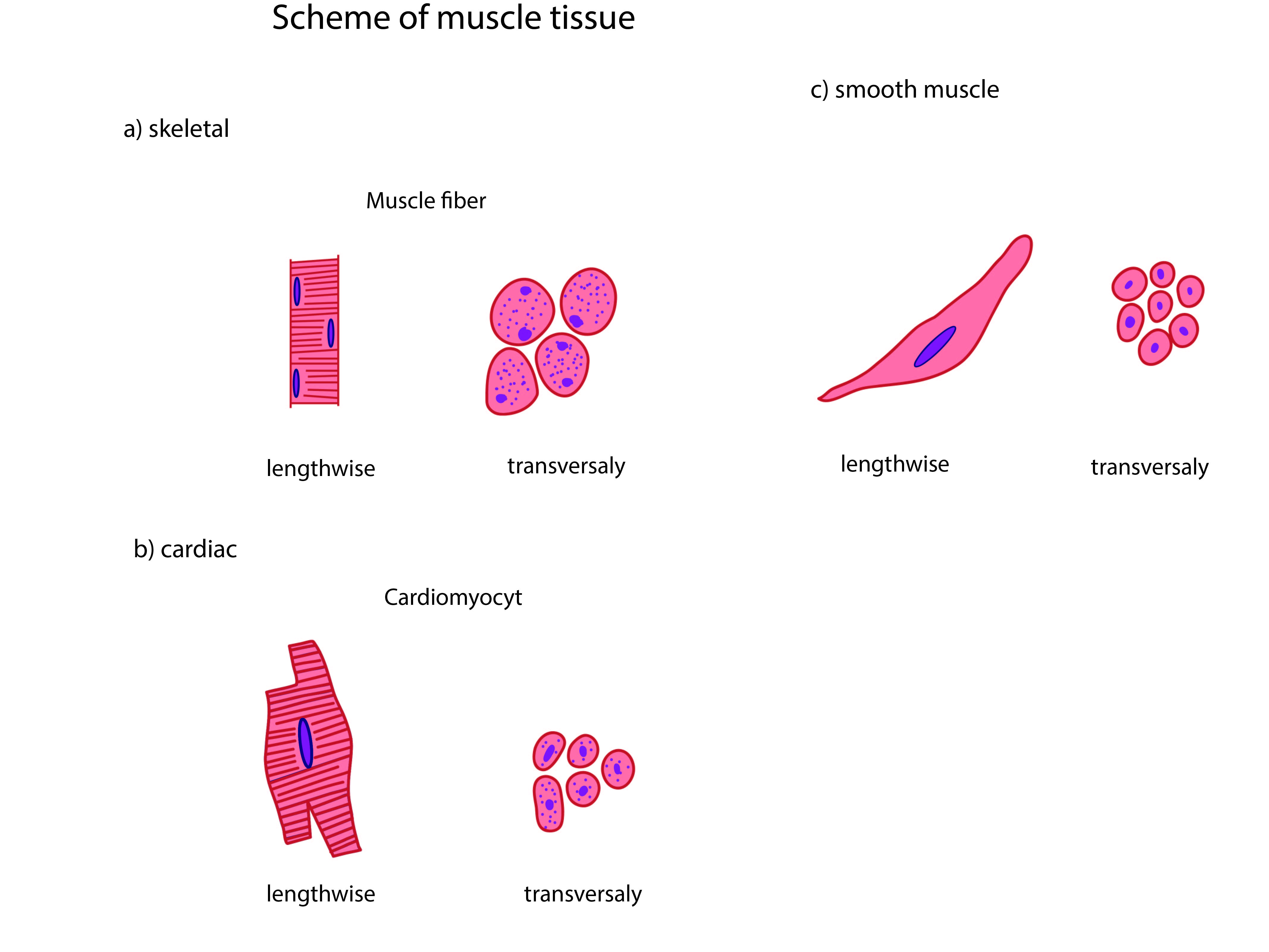 5. Functional Morphology of Muscles • Functions of Cells and Human Body