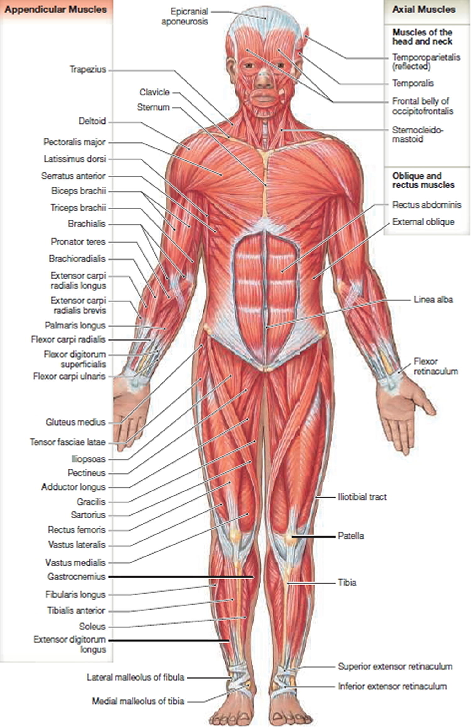 Muscle Anatomy - Skeletal Muscles - Groin Muscles - Calf Muscles