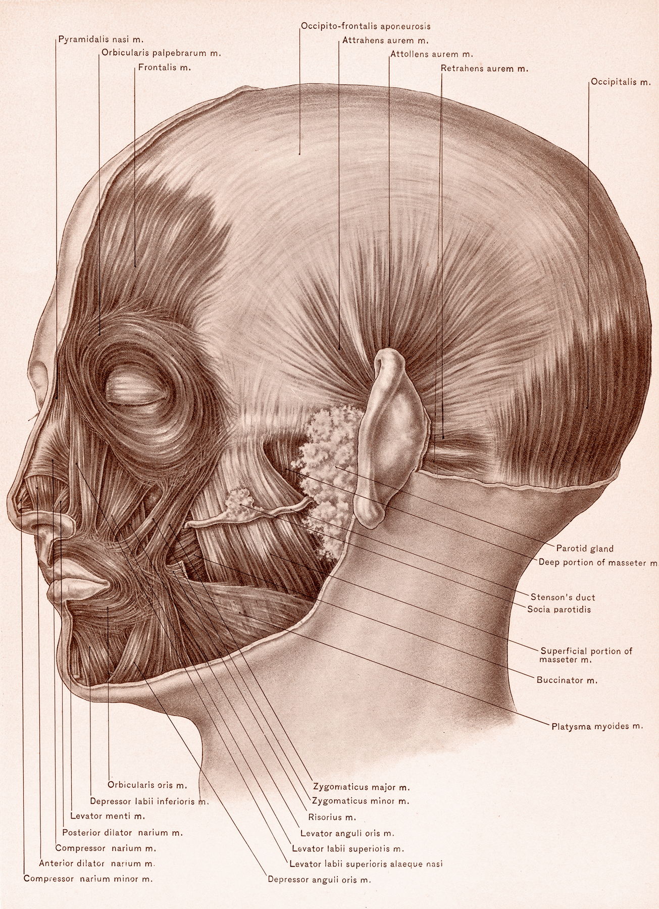 Muscles of face and scalp, circa 1902 photo