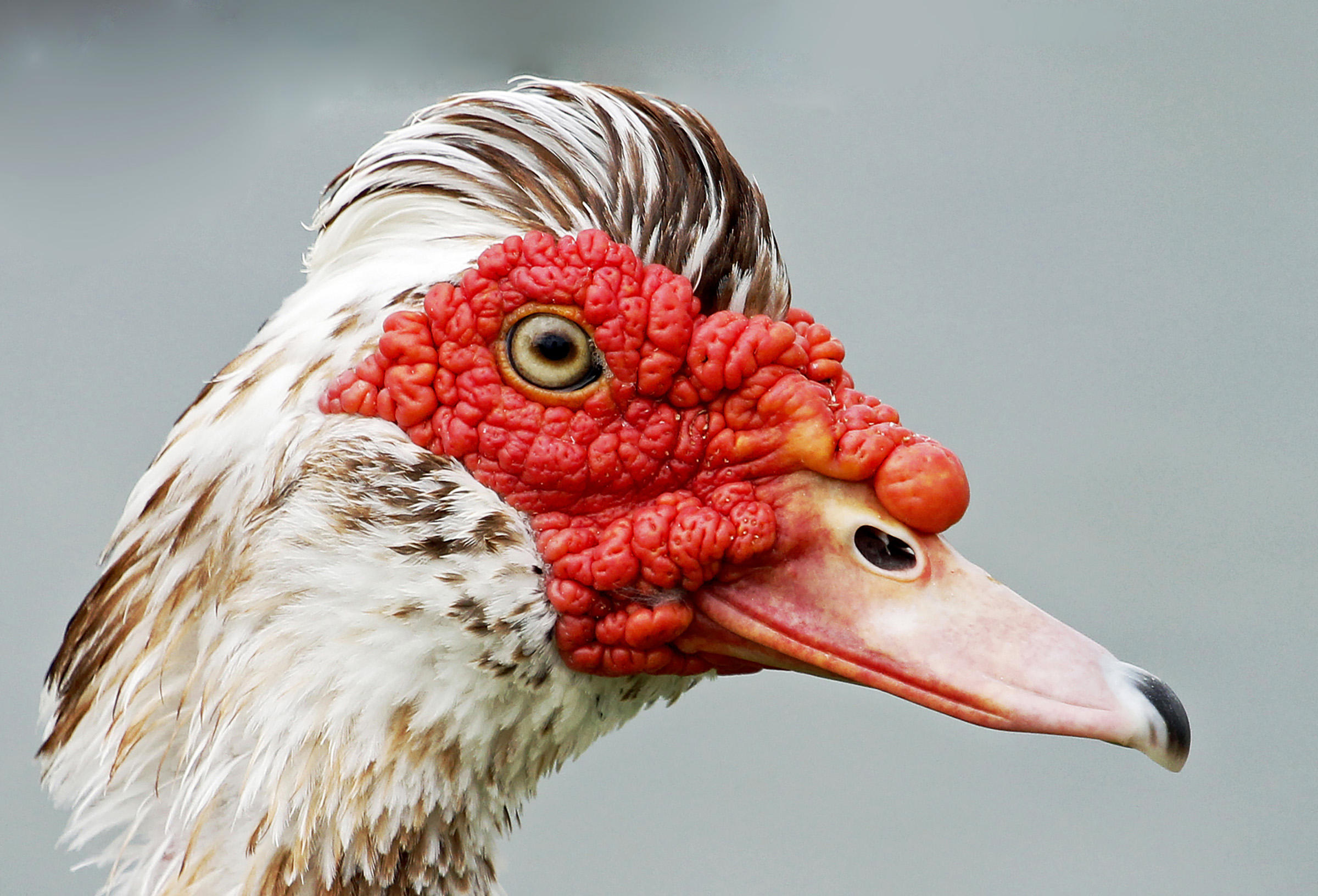 Muscovy Duck | Audubon Field Guide
