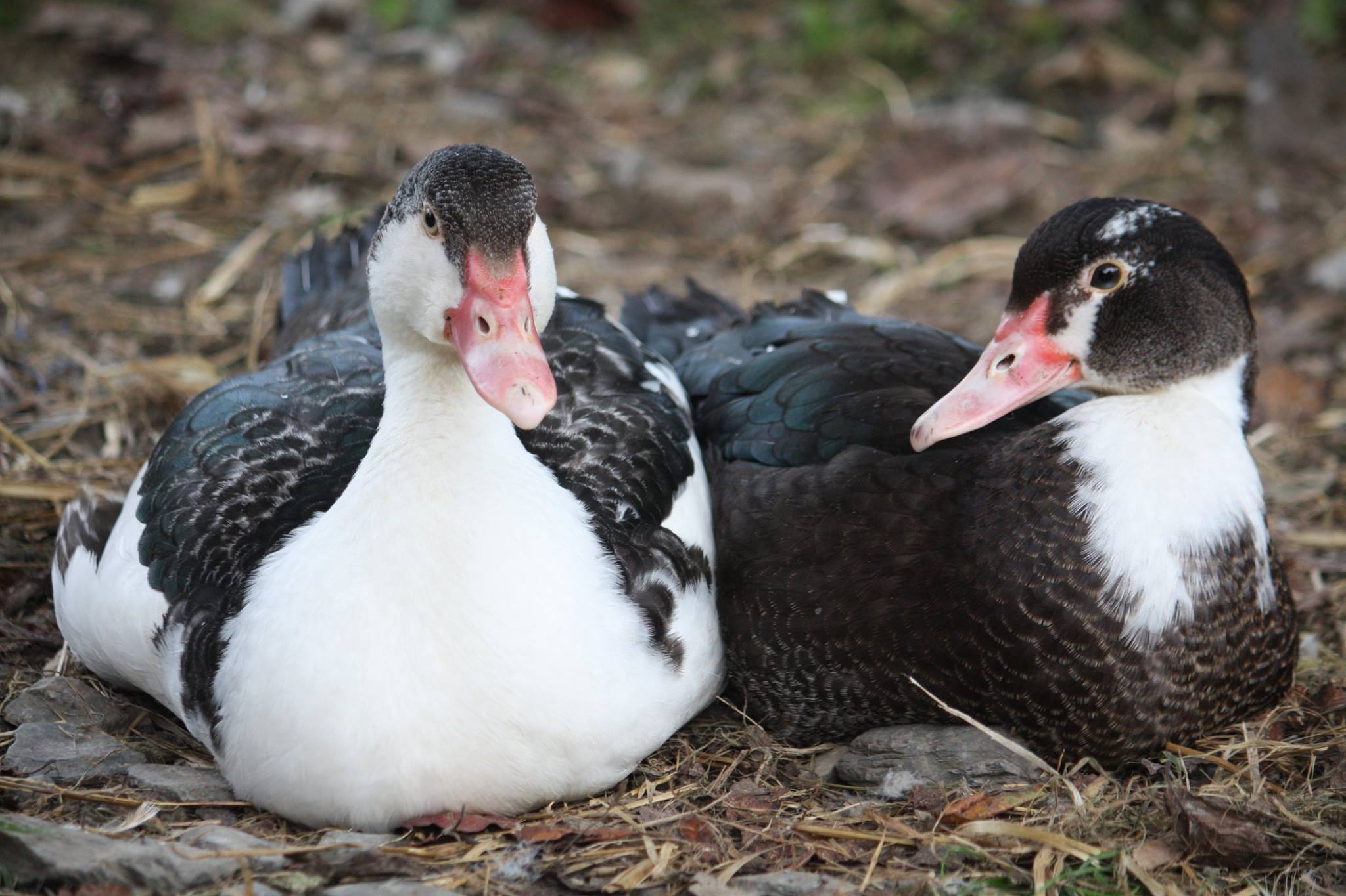 Muscovy For Sale | Ducks | Breed Information | Omlet