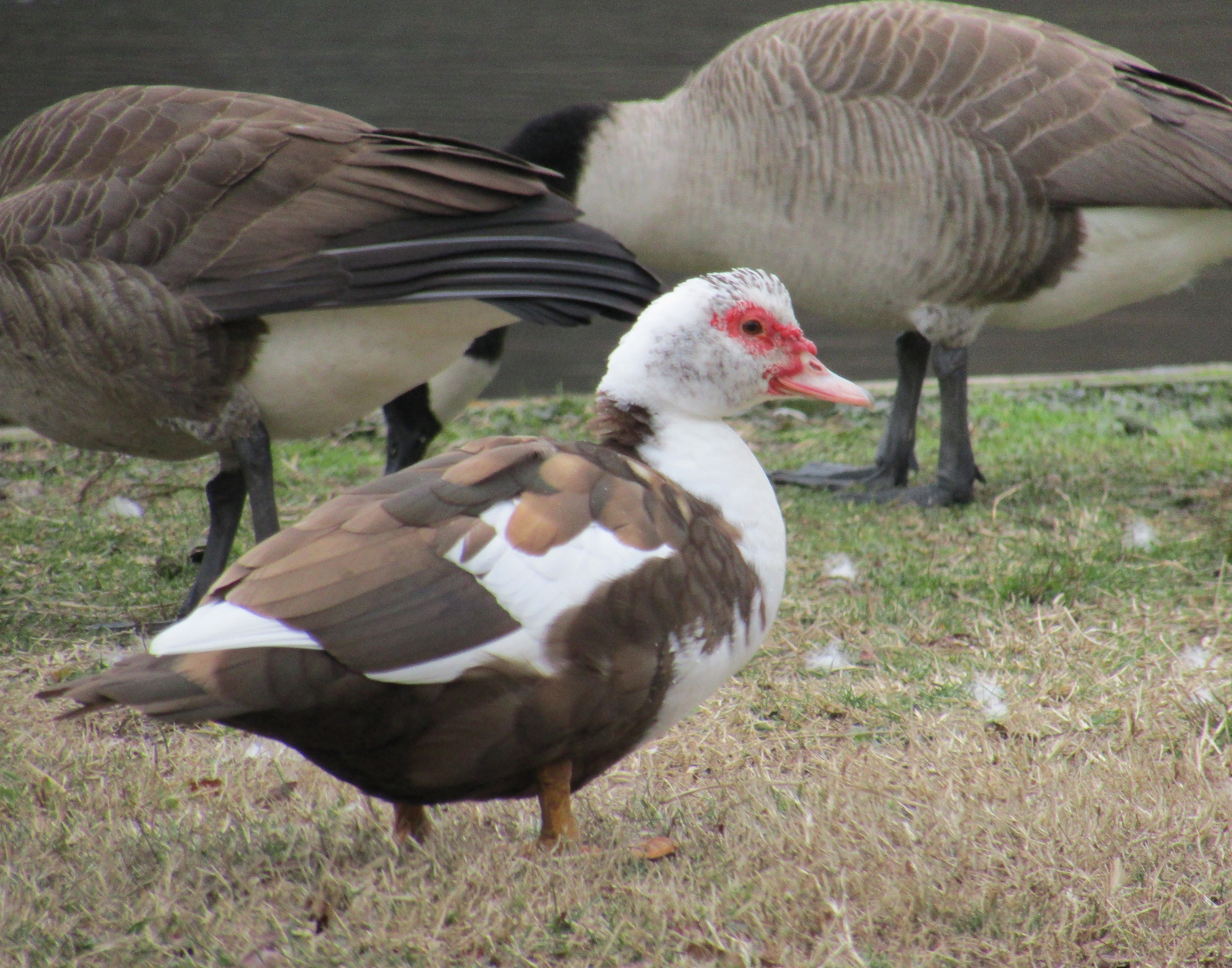 Origins of the name of Muscovy duck shrouded in mystery | Our Fine ...
