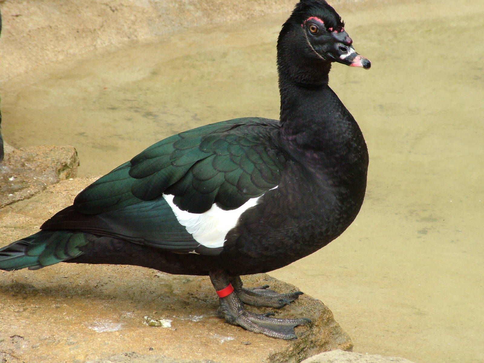 Muscovy male | Muscovy | Pinterest | Muscovy duck and Animal