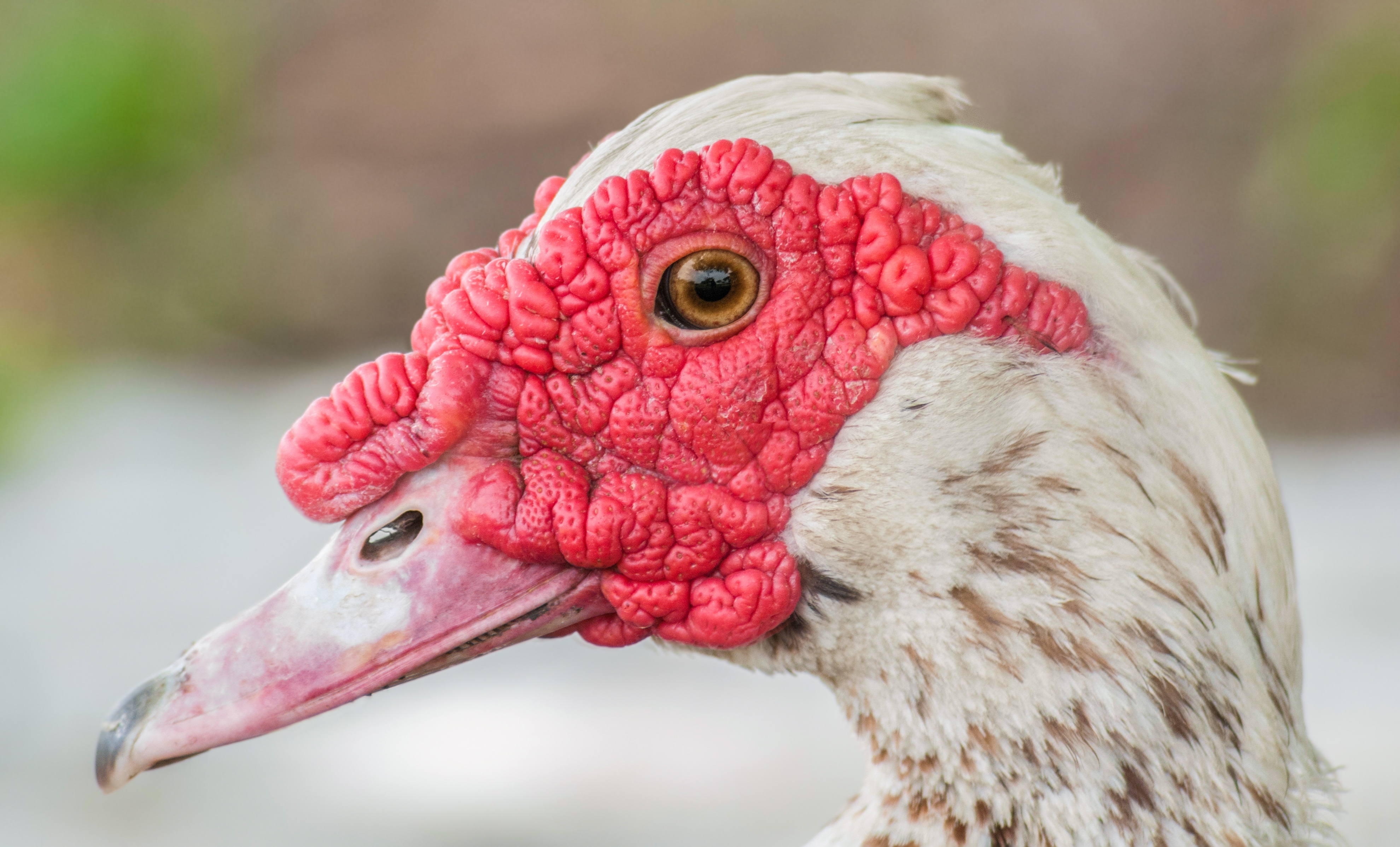 Chicken, Duck, Hen, Muscovy, Nature, free stock photos, hd images, CC0, hig...