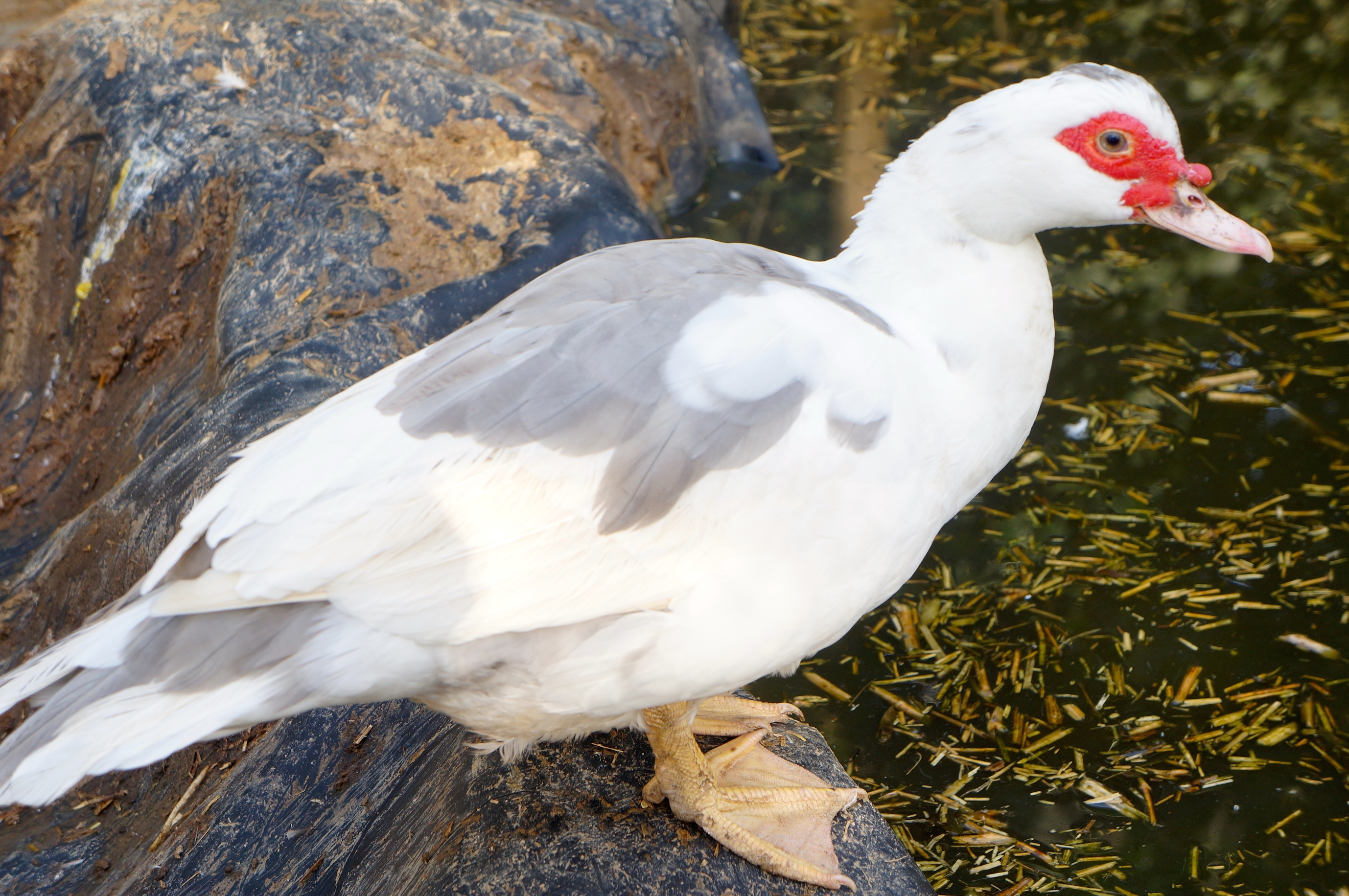 Muscovy For Sale | Ducks | Breed Information | Omlet