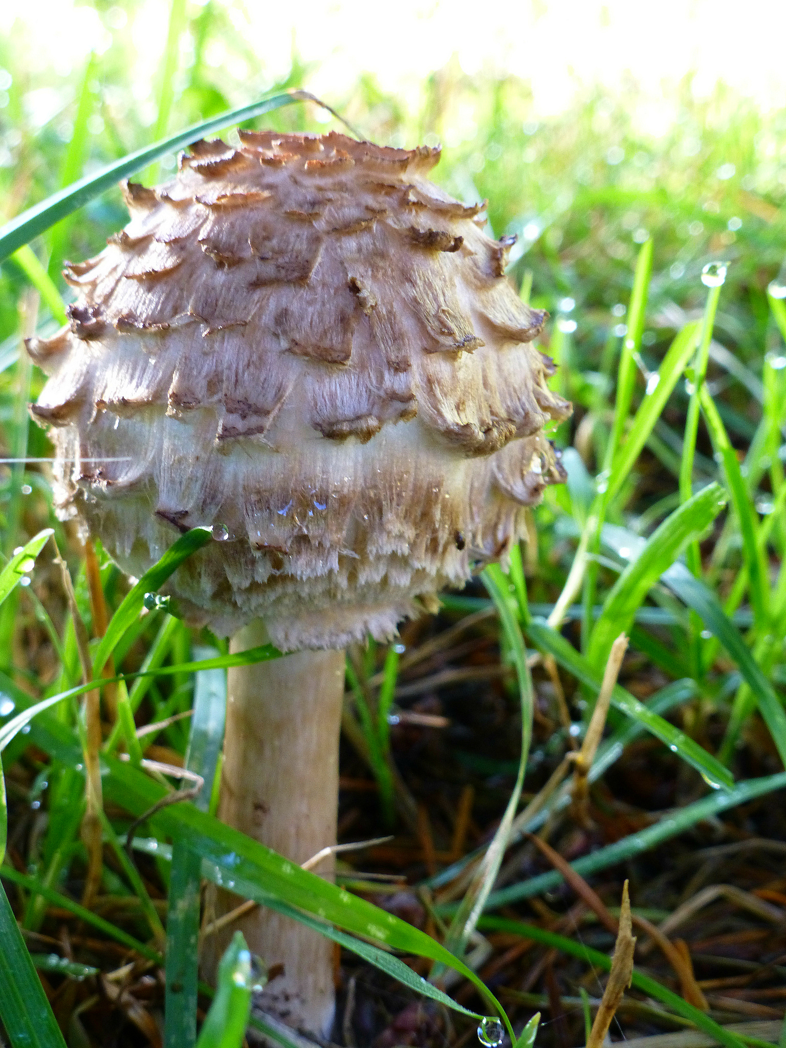 mushroom 4 – WhatcomTom