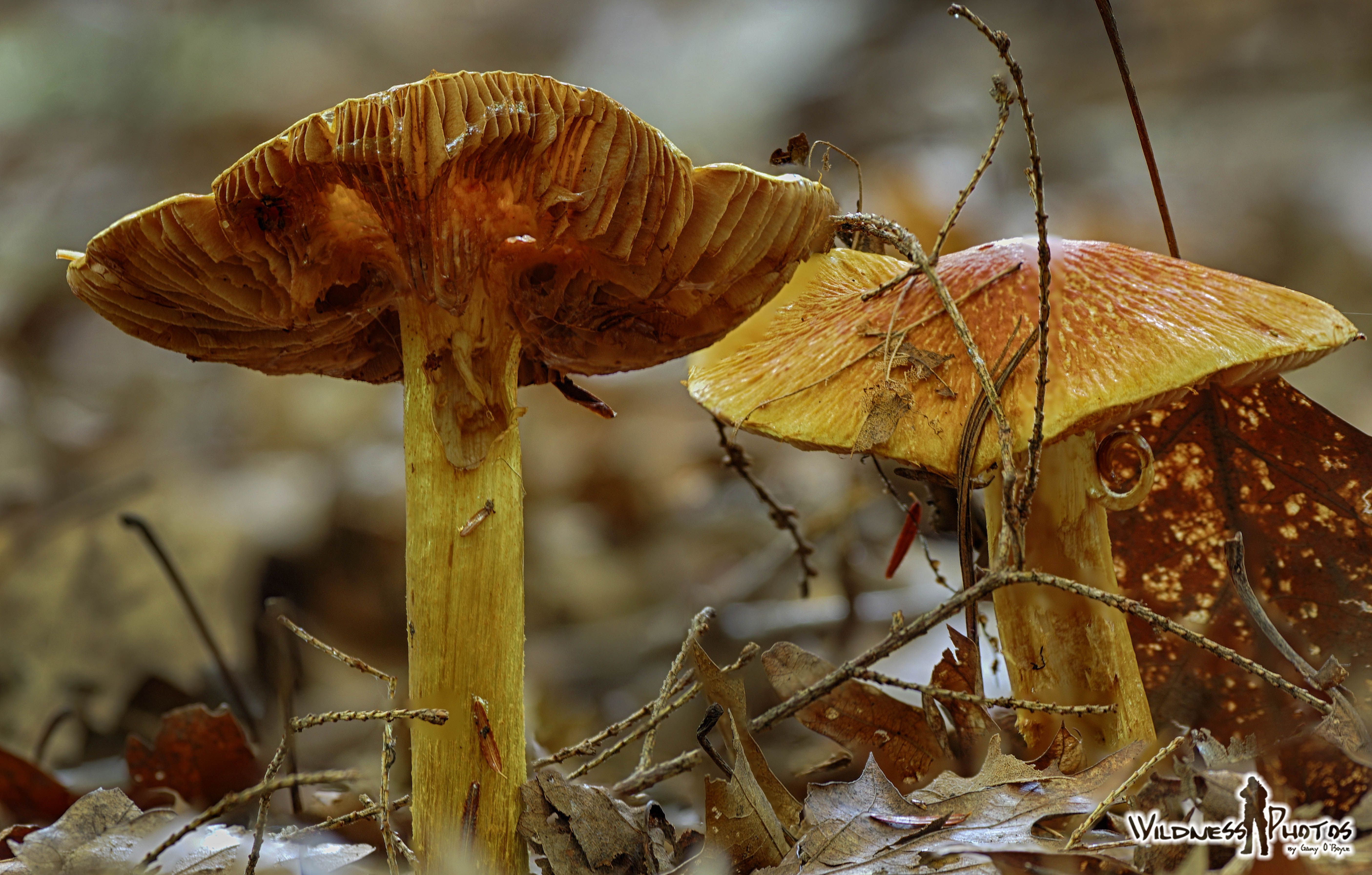 Burnt Sugar Milky Mushroom 4 | Mushroom and Fungi | Pinterest